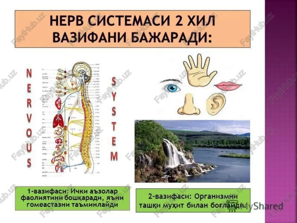 oylashadi. oq moddaning tolalari, miyachaning o’zini turli qismlarini orasidagi bog’lanishlarni ta’min etadi, hamda pastki, o’rtangi va yuqorigi miyacha oyoqchalarini hosil qiladi va miyachani miyaning boshqa bo’limlari bilan bog’laydi. o'rta miya o'rta miya - ko'rish va eshitish impulslari ta'sirida paydo bo'ladigan har xil harakatlarning reflekslarini boshqarilishida ishtirok etadi. masalan, ko’z qorachig’ining kengayishi va torayishiga tasir qiladi, yorug'likning yorqinligiga qarab gavharning egriligini yoki ko'zlarni yorug'lik manbai tomon burishini ta'minlaydi. sredniy mozg oraliq miya oraliq miya - o'rta miyaning ustida va oldingi miyaning miya yarim sharlari ostida joylashgan. u ikkita asosiy bo'limga ega: ko’rish do’mboqlari (talamus) va do’mboq osti sohasi (gipotalamus). unda quyidagi markazlar joylashgan: chanqoqlik, ochlik, tananing ichki muhitining barqarorligini saqlovchi markazlar mavjud. oraliq miya ishtirokida ichki sekretsiya bezlari va vegetativ nerv tizimining funktsiyalari amalga oshiriladi. promejutochniy mozg oraliq miya talamus hissiyotlardan olingan barcha ma'lumotlar talamusga birlashadi. ahamiyatsiz ma'lumotlar yo'q qilinadi va muhim voqealarni qabul qilishda ahamiyatli ma’lumotlarda faollashadi. gipotalamus tananing ichki …