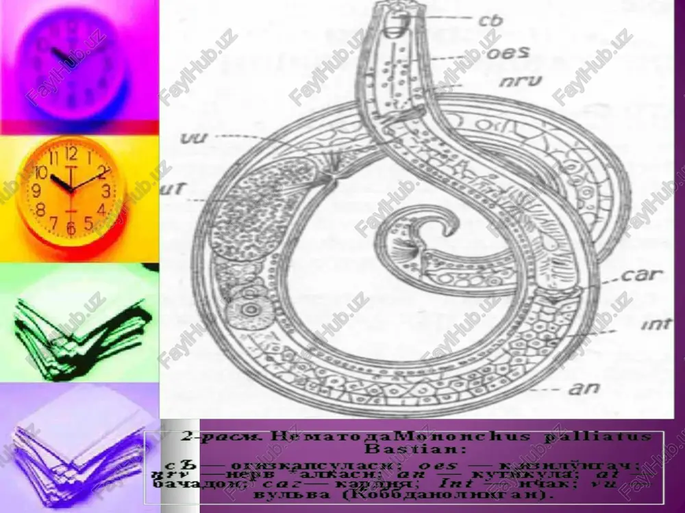 o'simliklarda parazitlik qiluvchi nematodalar ko'pincha tuxumlarini urg'ochilar jinsiy sistemasidan chiqargan shilliq moddaga qo'yadi. anguillulata turkumiga kiruvchi nematodalarning 2-yoshdagi lichinkalari noqulay sharoitda anabioz xolatiga tushishi mumkin. bunday yashirin hayot xolatida, ular hayotiy xususiyatlarini yo'qotmay qurishi yoki haddan tashqari past (absolyut nolga yaqinlashadigan temperaturaga chidashi) yoki 60-70° issiqqa bardosh berishi mumkin, ammo rivojlanishning boshqa stadiyalarida ular (50° issiqda) ham xalok bo'ladi. ba'zi turlarga kiruvchi nematodalar lichinkasining anabioz holati 27 yilgacha davom etadi. ba'zi turga oid nematodalarning tuxumlari ham noqulay sharoitga uzoq vaqt bardosh bera oladi. e'tiboringiz uchun rahmat image1.jpeg image2.jpeg image5.png image6.jpeg image7.jpeg image8.jpeg image3.jpeg image4.jpeg chus palliatus tet ec ede ae