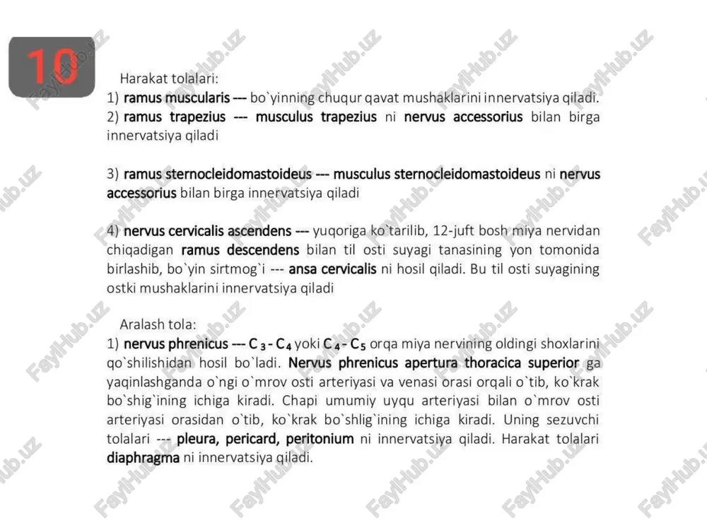 urug’ tizimchasi, ayollarda bachadon yumalogq boylamining oldidan o’tib, erkaklarda urug® pufakchasi, prostata bezi, kuper bezi, moyak, moyak ortig’i, urug’ tizimchasini innervatsiya qiladi. ayollarda bachadon yumaloq boylami bilan jinsiy lablarni innervatsiya qiladi. b) ramus femoralis — lacuna vasorum orqali sonning oldingi yuzasiga o'tib, trigonum femoralis ni goplab turgan terisini innervatsiya qiladi. 4) nervus cutaneus femoris lateralis — sonning tashqi yuza terisini innervatsiya giladi 5) nervus femoralis —- lacuna musculorum orgali sonning oldingi tarafiga o'tib, 3 ta tarmog beradi. a) ramus muscularis — sonning oldingi guruh mushaklarini innervatsiya qiladi b) nervus cutaneus anterior --- sonning oldingi yuza terisini innervatsiya qiladi c) nervus saphenus — yashirin nerv. bu sonning medial tomonidagi canalis adductorius orgali o'tib, taqim osti chuqurchasi sohasida 2 ta tarmoq beradi. ramus infrapatellaris — tizza bo’g imini innervatsiya qiladi nervus cutaneus cruris medialis ——- boldirning medial yuzasi terisini bosh barmog terisigacha innervatsiya qiladi 2) ramus posterior --- musculus adductor magnus bilan …