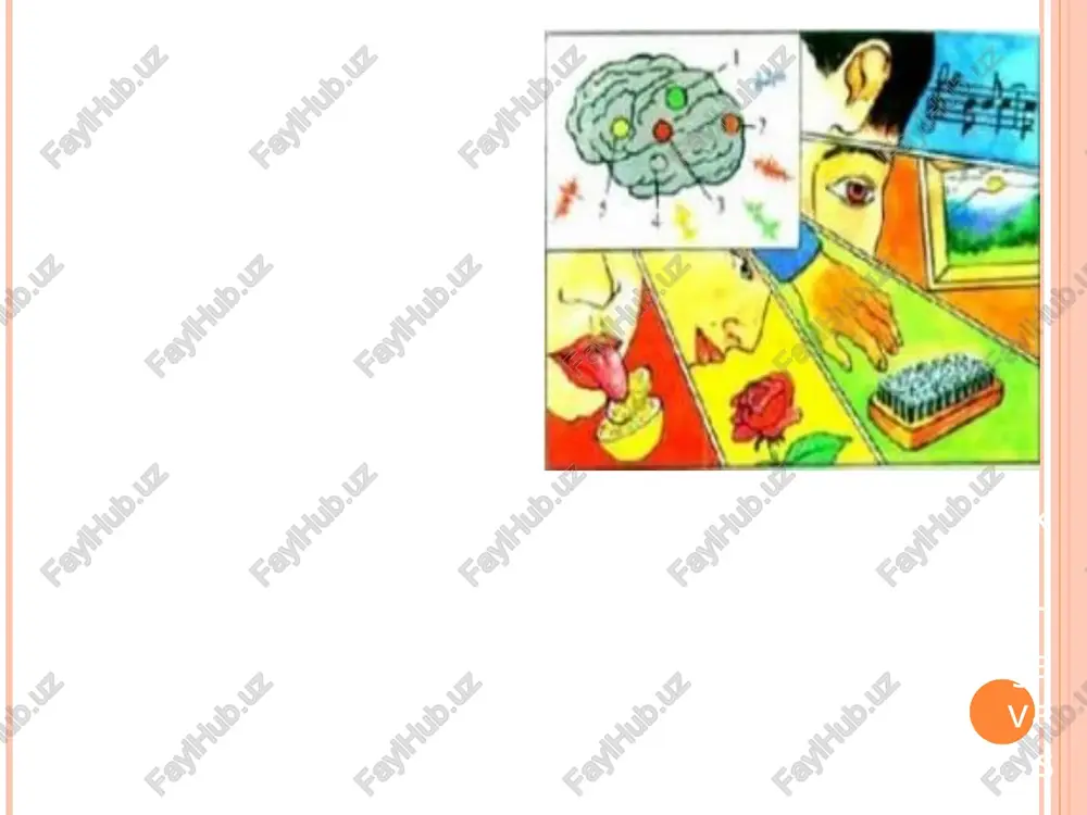 joylashgan. barmoqlar til, lab, lablarda uchta nuqta mavjud. idrok-deb sezgi a`zolariga bevosita ta`sir etib turgan narsa-hodisalar obrazlarini kishi ongida bir butun holda aks ettirilishiga aytiladi. kishi narsa-hodisalarning ayrim xossalarini sezadi. uni bir butun holda idrok qiladi. chunki narsa va xossa bir-biridan ajralgan holda mavjud bo’lmaydi.odam narsalarni idrok qilayotganda uning ayrim xossalarini sezadi. masalan: chaqmoq qandni idrok qilinadi, uning shirinligi seziladi. quyoshni idrok qilinadi, uning issiqligi seziladi va boshqalar.idrok qo’zg’atuvchilarning ayrim xususiyatlarini aks ettiruvchi sezgilardan farq qilib, narsani butunligicha, yaxlitligicha, uning hamma xususiyatlari bilan birgalikda aks ettiriladi. shuning uchun idrok ayrim sezgilarning oddiy yig’indisidan iboratdir, degan xulosa chiqarib bo’lmaydi.idrok o’ziga xos tuzilishga ega bo’lgan hissiy bilishning sifat jihatidan yangi yuksakroq bosqichidir. idrokning muhim tomonlaridan biri - uning xususiyatlarini turli jabhalar, vaziyatlar, sharoitlarda namoyon bo’lishidir. idrokning muhim xususiyatlaridan biri - bu faol ravishda bevosita aks ettirish imkoniyatining mavjudligidir. idrokning yana bir muhim xususiyati, uning narsa va hodisalarni umumlashgan holda aks ettirilishdir. ma`lumki, …