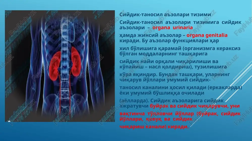 dan chiqqan buyrak arteriyasi a. renalis buyrak darvozasida uchta – tepa qism (polyus – qutb) aa. polares superiores, o'rta markaziy qism aa. centrales va pastki qism aa. polares inferiores tarmoqlariga bo'linadi. buyrak bo'laklari orasida joylashgan arteriyaga a. interlobares deyiladi. qon tomirli koptokchaga kiruvchi arteriya devorida mushak qavati borligi tufayli qalin va baquvvatroq bo'ladi. undagi qon bosim o'rtacha 90– 100 mm ga teng. kapsula ichidagi bosim (60 mm) va undan chiquvchi arteriya tomirlari bosimi esa 25–30 mm dan oshmaydi. nihoyat, siydik chiqaruvchi naydagi bosim 10 mm ni tashkil etadi. shunday qilib, buyrak koptokchasining qon tomirlari o'rtasidagi bosimlar turlicha bo'lib, birlamchi siydik ajralishiga sabab bo'ladi. siydik yo'li siydik yo'li (ureter)ning uzunligi 30 sm atrofida bo'lib, siydik buyrak jomi pelvis renalis dan qovuqqa o'tadi. bu nayni qorin parda faqat old tomondan qoplaydi. siydik yo'li joylashishiga ko'ra ikki: qorin – pars abdominalis va chanoq – pars pelvina qismlaridan iborat. siydik yo'li boshlanish qismida, chanoqqa …
