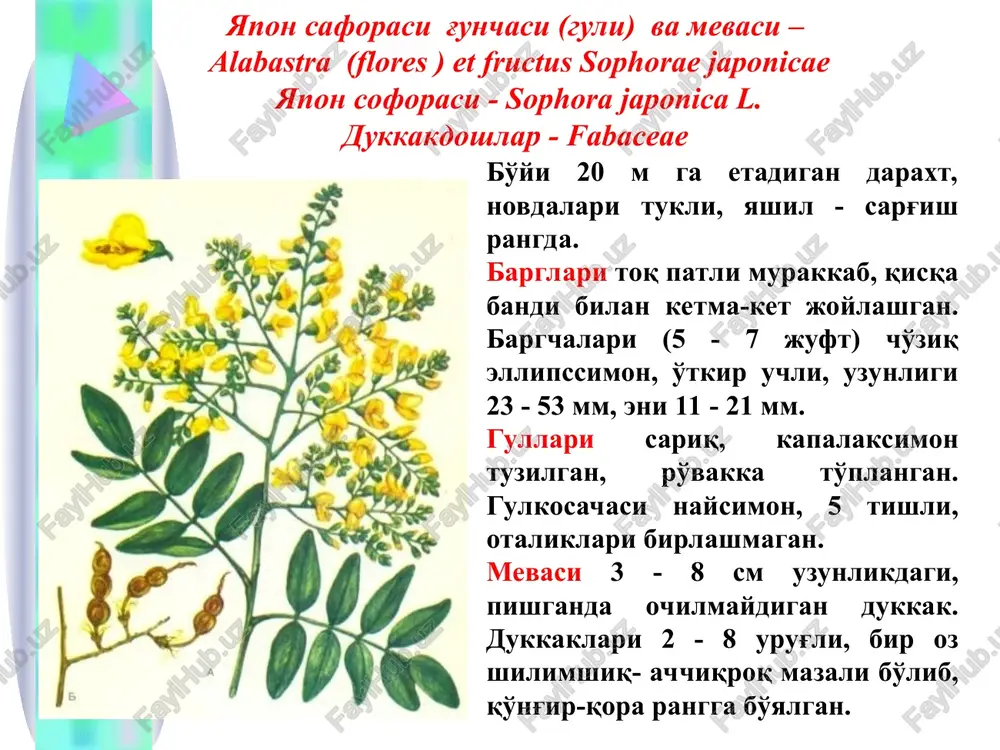 ing yuqorisida boshoqsimon gulto'plamini hosil qiladi. mevasi uch qirrali, jigarrang 4 ta yong'oqchadan tashkil topgan. iyun-sentyabrlarda gullaydi. geografik tarqalishi. mdxning evropa qismida, kavkaz, g'arbiy sibirda o'sadi. besh bo'lakli arslonquyruq - leonurus guinguilobatus gilib. oddiy arslonquyruq - leonurus cardiaca l. geografik tarqalishi belorus, ukraina, rossiyaning evropa qismida (shimoldan tashqari), kavkaz va g'arbiy sibirda aholi yashaydigan joylarga yaqin erlarda, bo'sh yotgan va tashlandiq joylarda, ekinzorlarda o'sadi. mahsulot asosan volga bo'yidagi joylarda, boshqirdistonda va voronej viloyatida tayyorlanadi. turkiston arslonquyrug'i o'rta osiyo (o'zbekistonning toshkent, samarqand va surxondaryo viloyatlarini) tog'li tumanlaridagi tog'larning o'rta qismidagi toshli va shag'alli-tuproqli qiyalarida o'sadi. o'zbekistonda tayyorlanadi. mahsulot tayyorlash. o'simlik gullaganida poyasining yuqori qismidan 30–40 sm uzunlikda o'roq bilan o'rib olinadi va soya erda quritiladi. mahsulotning tashqi ko'rinishi. tayyor mahsulot 30 - 40 sm uzunlikda qirqib quritilgan o'simlikning poya, barg va gullaridan iborat. poyasi 4 qirrali, ichi kovak, qizg'ish - binfsha rangli. bargi yashil, tukli, (oddiy arslonquyruq tuksiz), teskari tuxumsimon, 5 …