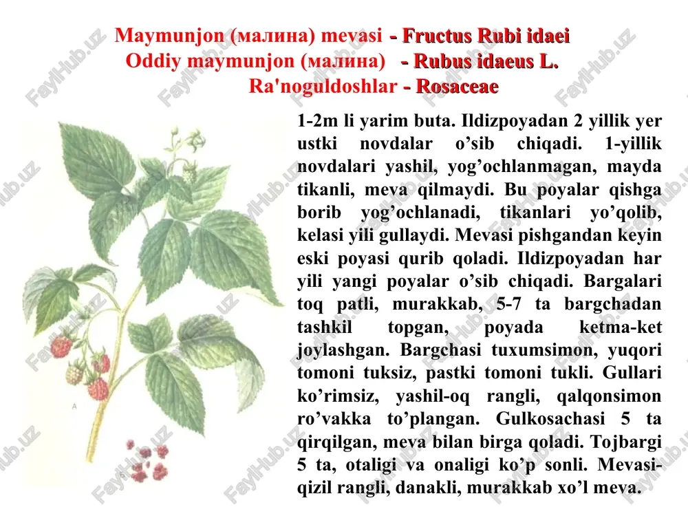 a kaliy tuzlari bo’ladi. ishlatilishi. ortosifon preparati siydik haydovchi vosita sifatida buyrak (buyrak toshi kasalligi) hamda xoletsistit va yurak glikozidlari bilan birgalikda yurak-qon tomiri sistemasining ii-iii darajali kasalliklarda ishlatiladi. dorivor preparatlari: damlama. tarkibida tioglikozidlar, sianoglikozidlar bo’lgan dorivor o’simlik va mahsulotlar tioglikozidlar deb, tarkibida oltingugurtli qandlar (tioglikoza) saqlagan organik moddalarga aytiladi. masalan, glyukoza molekulasida birinchi uglerod atomidagi gidroksil (oh) dagi kislorod atomi o’rnida oltingugurt atomi bo’lsa, bunday moddaga tioglyukoza deyiladi. tioglikozidlar lolaguldoshlar va karamdoshlar oilasiga mansub bo’lgan o’simliklarda uchraidi. tioglikozidlarga misol: l – tioglyukoza r – aglikon tioglikozidlarning fizik-kimyoviy xossalari s-glikozidlar kislotali sharoitda gidrolizga uchramaydigan mustahkam birikmalardir. ishqorlar bilan qayta ishlanganda gidrolizga uchrab oltingugurt saqlagan qandga va aglikonga parchalanadi. tioglikozidlar o’zlariga mos keladigan tioglikozidaza fermentlarning ta'sirida ham gidrolizga uchraydi. tioglikozidlarning aglikonlari murakkab tuzilishga ega bo’lib, parchalanganda oltingugurt saqlagan efir moylariga aylanadi. ishlatilishi tioglikozidlar achchiq bo’lib, organizmning shilliq qavatlariga va teriga qitiqlovchi ta'sir ko’rsatadi (terini qizdiradi yoki kuydiradi). oz miqdorda iste'mol qilinsa, …