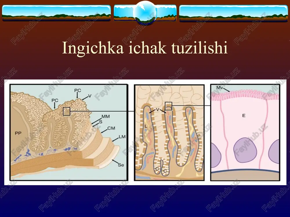 emiya, temir tanqisligi kamqonligi, gipovitaminoz. bijg’ituvchi disbakteriozda (kolit) koprogramma fizik xususiyatlari: konsistensiya bo’tqasimon, ko’pikli, shilimshiq aralash kimyoviy xususiyatlari: rn 5-5,5 (reaksiya keskin nordon), yallig’lanish oqsili va leykotsitlarga musbat reaksiya, bilirubinga musbat yoki manfiy reaksiya, sterkobilinga musbat reaksiya na. mikroskopiya: hazm bo’lgan kletchatka, hujayra ichidagi va hujayradan tashqari kraxmal, patologik yodofil flora. qiyosiy tashxisi. bakterial ichburug’ning cho’ziluvchan va surunkali turi yo’g’on ichak diskineziyasi nospetsifik yarali kolit surunkali kolitni davolash ko’zish davrida ambulator va statsionar davolash parxez stol №4 spazmolitiklar antibakterial terapiya oqsil preparatlari vitaminlar fermentativ dorilar qabziyatga qarshi dorilar davolash klizmasi fizioterapevtik davo tinchlanish davrida sanator-kurortlarda davolanish xalk tabobati liver stomach duodenum transverse colon ascending colon descending ‘small intestine caecum appendix sigmoid colon rectum anus: muscularis mucosae lamina propria umen epithelium ‘submucosal plexus lymphoid aggregation ‘submucosa myenteric plexus muscularis: inner circular layer muscularis: outer longitudinal layer