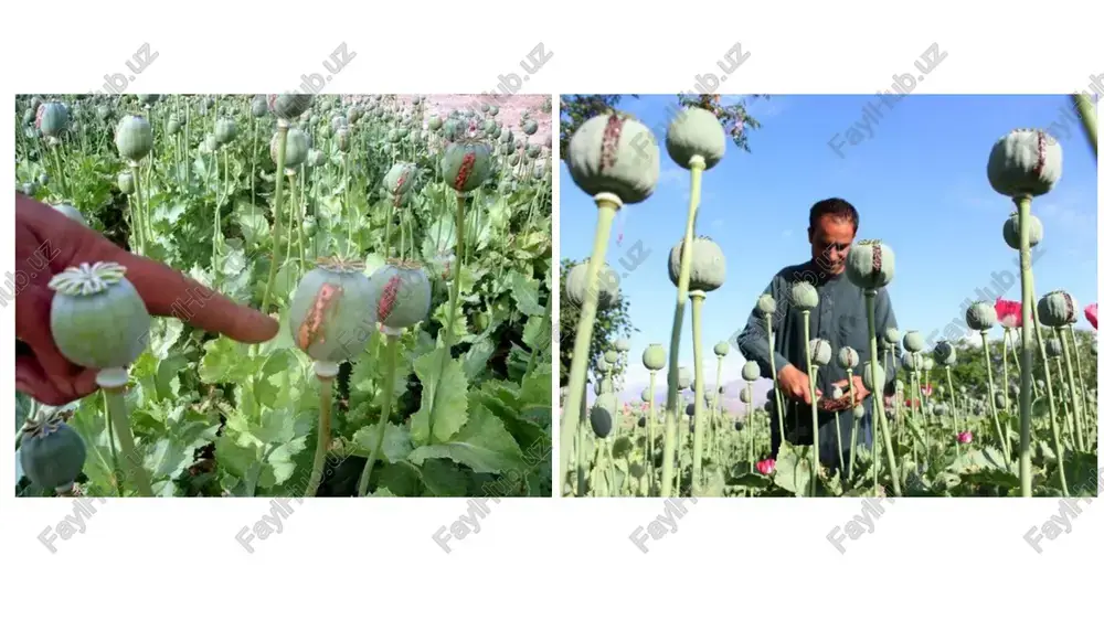 an qo'yidagi usullar yordamida aniqlanadi. preparat eritmasiga 2,6- dixlorxinonxlorimid, ammiakli bufer eritmasi va butil spirti qo'shib chayqatilsa, aralashmaning butil spirti qatlamida havo rangli indofenol turidagi modda hosil bo'ladi. bu reaktsiya yana bir bor geterotsiklik xalqadagi gidroksil guruhi fenol xilakterda ekanligini tasdiklaydi. chunki indofenol xilakterdagi bo'yoq moddalarni faqat fenol gidroksiliga nisbatan, para holatdagi uglerod atomi o'rinbosar saqlanmagan fenollargina hosil qiladi. piridoksin gidroxlorid molekula tuzilishidagi fenol xossaga ega bo'lgan gidroksil guruhi hisobiga temir (iii)-xlorid bilan sulfat kislota ta'sirida o'chib ketuvchi qizil rangli birikma hosil qiladi. piridoksin gidroxloridning miqdorini aniqlashga, juda ko'p turli usullar tavsiya qilingan bo'lib, suvsiz muhitda kislota-asos titrlash usulida, preparat tarkibidagi vodorod xlorid asosida neytrallash, merkurimetriya hamda rangli reaktsiyalar asosida fotokolorimetriya, shuningdek spektrofoto-metriya usullaridan foydalaniladi. piridoksin gidroxloridni homiladorlik toksikozlarida, parkinsonizmning turli hollarida, gepatit, pellagra, radioaktiv nurlar ta'sirida kelib chikadigan kasalliklarni davolashda ishlatiladi. piridoksin gidroxlorid og'zi mahkam yopilgan idishlarda salqin va qorong'i joylarda saqlanadi. image1.jpg image2.jpg image3.jpg image4.jpeg image5.jpg image6.jpeg image7.jpeg …
