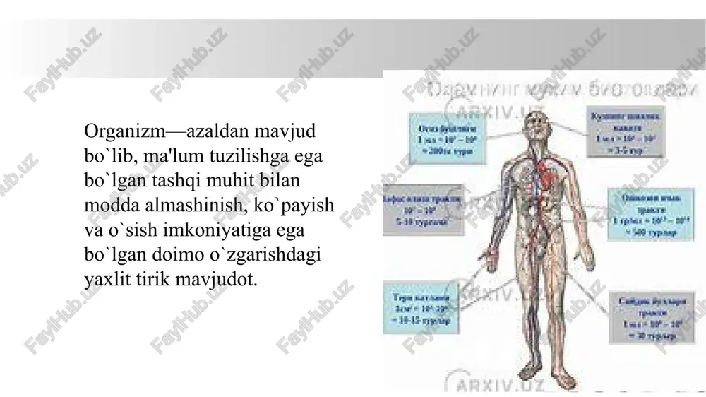 holatga qarab o'zgarishi mumkin. o'pkalar inson tanasining eng muhim organlaridan biri bo'lib, ularning asosiy vazifasi nafas olishdir. ular kislorodni havodan qabul qiladi va undan karbon dioksidni chiqaradi. o'pkalar ikki bo'limga ajraladi: chap va o'ng o'pkalar. o'ng o'pkada uchta segment, chap o'pkada esa ikki segment mavjud. o'pkalarning vazifalari: nafas olish – havodagi kislorod o'pkalarga kiradi, u qon orqali butun tana hujayralariga tarqatiladi, va shu bilan birga, tanadagi karbon dioksid o'pkalarga o'tadi va chiqariladi. gaz almashinuvi – kislorod va karbon dioksid o'pkalarda joylashgan alveolalarda (havo xaltachalari) almashinadi. o'zgarishlar – o'pkalar nafas olish jarayonida tana ichidagi gaz miqdorini tartibga solib, qonning ph darajasini saqlashga yordam beradi. immun tizimi – o'pkalar yengil infektsiyalarni, tozalashni va boshqa zararli moddalarni ajratib chiqarishda yordam beradigan turli hujayralar va moddalarga ega. hajmi: o'pkalarning hajmi odatda har bir odamda individual bo'lib, o'rtacha hajmi taxminan 4-6 litrni tashkil qiladi. oshqozon – bu ovqat hazm qilish tizimining muhim organlaridan biridir, u …