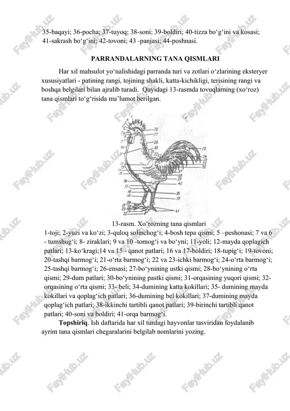chorva mollarining tana qismlari - Page 4