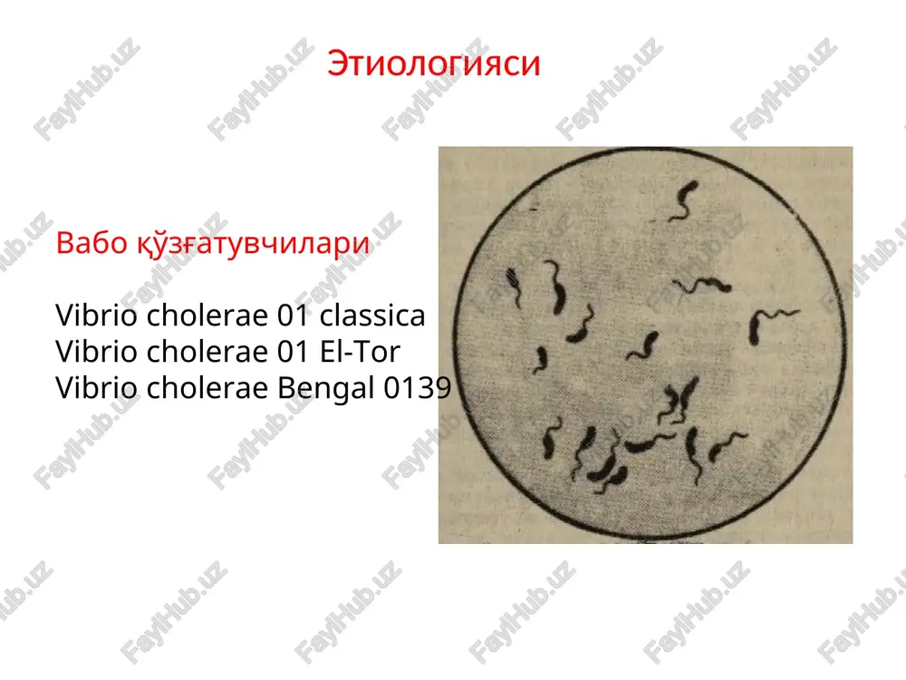 oit paydo buladi, va bu ichakning tiklanayotgan mikroflorasi bilan boglikligi extimoli bor vaboning tifoid shakli vaboning tifoid shaklini simptomlari klinikasi ancha tez namoyon buladi temperatura bir necha soat davomida 38 – 40 ga kutariladi va ulim yuzaga kelguncha ushlanib turadi. terida kupincha rozeola nusxada toshmalar kuzatiladi yuz terisi dastlab rangpar, sungra kizaradi vasvasa xollari, kuzgalish adinamiya bilan almashishi mumkin vabo belgilari kuzatiladi boshlanishi tusatdan, kuchli intoksikatsiya belgilari bilan kechadi mushaklar, ayniksa kul-oyok mushaklarining tortishishlari kuzatiladi meningial va entsefalitik simptomlar musbat buladi organizmda tez suvsizlanishi va tuzsizlanishi kuzatiladi ab pasayishi yoki yukolishi mumkin ich ketishi va kayt kilish kuzatiladi birinchi sutkalar mobaynida bemor ulishi mumkin vaboning yashin tezligida kechuvchi shakli bemorning axlati kusuk massasi kusuk massasini yigish bemorning tashki kurinishi “kir yuvuvchi kullari” teri burmasining tugrilanmasligi simptomi bemorning kurinishi: vabo algidi bemorda kollaps xolati vabodan ulgan bemor ingichka ichagining kurinishi tashxisot usullari bakteriologik usul bakterioskopik usul serologik usul (kon zardobidagi agglyutininlar …
