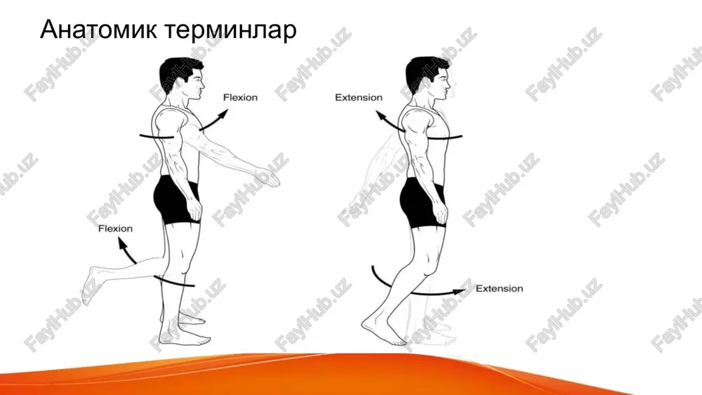 tasno bo‘lib, tanasining yuqori qirrasida birinchi qovurg‘a uchun bitta butun qovurg‘a chuqurchasi (foveae costalis superior), tanasining pastida ikkinchi qovurg‘a uchun yarimta qovurg‘a chuqurchasi (foveae costalis inferior) bo‘ladi. o‘ninchi umurtqada esa (x qovurg‘a uchun) bitta yarim chuqurcha va xi–xii umurtqalarda har birining ikki yonboshida (tegishli qovurg‘alar uchun) bittadan to‘la chuqurcha joylashgan. umurtqa tanasi bilan uning ravog‘i o‘rtasida umurtqa teshigi (foramen vertebrale) bor. yuqori va pastdagi bir juftdan frontal holatda joylashgan bo‘g‘im o‘simtalari (processus atriculares superiores) bilan umurtqalar o‘zaro birlashib turadi. umurtqa tanasining ikki yonboshidagi ko‘ndalang o‘siqlarining old tomonida bo‘g‘im yuzachalari (fovea costalis processus transversus) joylashadi. umurtqa ravog‘ining o‘rta qismida o‘tkir qirrali o‘siq (processus spinosus) joylashgan. ko‘krak umurtqalari ko‘krak umurtqalari bel umurtqalari bel umurtqalari (vertebrae lumbales) 5 dona, umurtqalarga gavda og‘irligi tushganligi sababli, uning tanasi (corpus vertebrae) kattalashgan buyrak shakliga o‘xshash bo‘ladi, uning teshigi katta va uchburchak shaklidadir. bel umurtqalari ko‘ndalang o‘sig‘i (processus transversus) deyarli frontal vaziyatda bo‘lib, uchi orqaga qarab turadi. …
