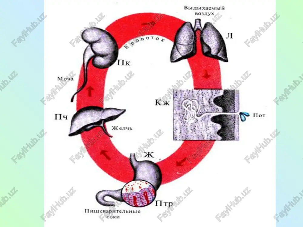 fiziologiya kafedrasi - Page 4