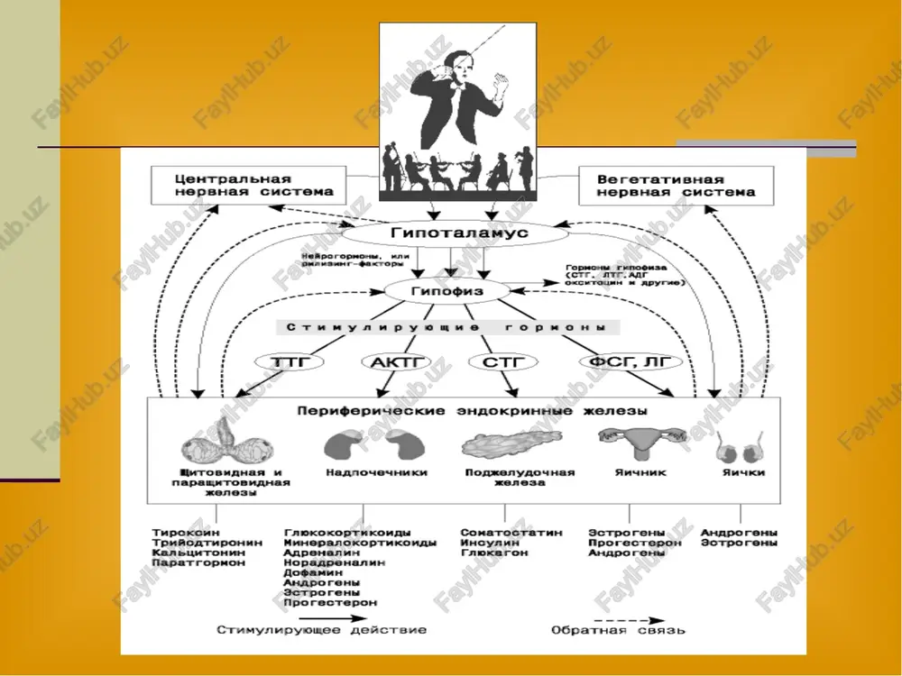 qon ketishda (vazopressin va uning analoglari). qarshi ko'rsatmalar : chanoq va homila o'lchamlari mos kelmasligi (oksitotsin); epilepsiya, gipertoniya kasalligi, yuik, ateroskleroz (vazopressin va uning analoglari). bub po'stloq qismi gormonal preparatlari gidrokortizon prednisolonum dexamethasonum triamtsinolon (kenalog) betametazon (tselestoderm) budesonid (pulmikort) flunizolid (ingakort) bub po'stloq qismi gormonal preparatlari kortikosteroidlar gormonlar preparatlar glyukokortikoidlar gidrokortizon kortikosteron tabiiy gormonlar va ularning efirlari preparatlari: • gidrokortizon • gidrokortizon atsetat sintetik preparatlar: • prednizolon; • deksametazon; • triamtsinolon; • sinaflan (flyuotsinolon atsetonid); • flumetazoa piviat; • beklometazon mineralokortikoidlar aldosteron 11-dezoksi- kortikosteron • dezoksikortikosteron atsetat • dezoksikortikosteron trimetilatsetat jinsiy gormonlar quyiroqda quyiroqda glyukokortikoid vositalarning terapevtik ta'sirlari yallig'lanishga qarshi allergiyaga qarshi immunodepressiv antitoksik modda almashinuviga ta'sir shokka qarshi glyukokortikoidlarning yallig'lanishga qarshi ta'sir mexanizmi glyukokortikoidlar yallig'lanishning barcha fazalarini to'xtatadi (sababidan qat'iy nazar). ularning yallig'lanishga qarshi ta'sirining asosiy faktorlaridan biri - fosfolipaza - a2 ni ingibitorlash, natijada bu bilan bog'liq bo'lgan yallig'lanish mediatorlari - prostaglandinlar va leykotrienlar sintezi buzilishi. glyukokortikoidlar lizosoma …