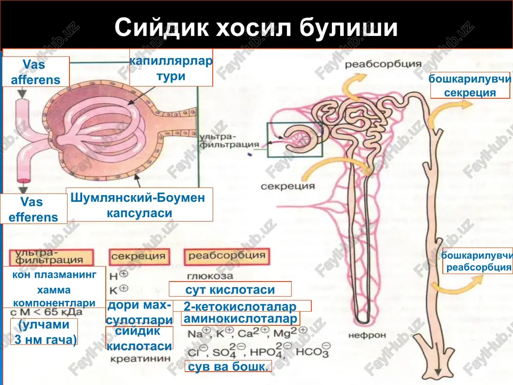 buyrak patofiziologiyasi - Page 4