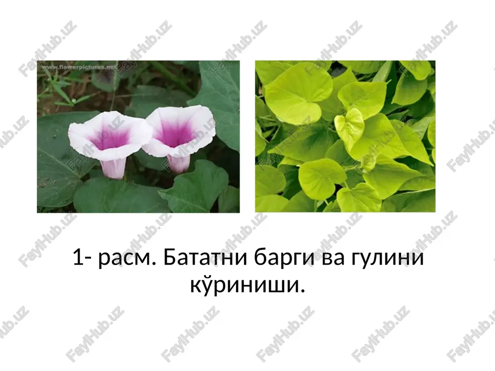 dual rivojlanish jarayonida mas'ul davr hisoblanadi. bu davr vegetatsiya davrining ikkinchi oyida ro'y beradi. o'suv davrining optimal sharoiti (o'rtacha harorat +25 c, dala nam sig'imiga qarab tuproq namligi 70-80 %, kun davomi 12-13 soat) ildizlarning yog'onlashuvi ekilgandan 40-45 kun keyin boshlanadi uning fikricha batat qurg'oqchillikka chidamsizdir, ayniqsa qalamchalarning ildiz otishi davrida va ildizlarning yo'g'onlashuvi (o'suv davrining 2-3- oylarida) davrida ehtyot bo'lishi kerak. batat tropik va suptropik o'simlik bo'lganligi uchun juda issiqsevardir. u haroratning pasayishiga juda tasirchan va sovuq tushishiga chidamsizdir. haroratning 0ºc ga tushishi uning barglariga ta'sir etadi, holbuki, bu paytda batat poyalari jonli holatni saqlaydi. havo harorati -3-4º c tushganda o'simlik butunlay nobud bo'ladi (v.p.alikseev 1933; n.n. balashov 1946, r.f mavlyanova s.m. medjidov 2003). n.n balashov, g.o. zeman (1981) aytyishlaricha, batat issiqsevar o'simlik bo'lib uning vegetatsiya davri uzundir (5-6 oy). uning yahshi o'sishi uchun optimal harorat 30-35 ºc hisoblanib 0 cº haroratda o'simlik nobud bo'ladi. amerikalik mutaxasislarning fikricha batatdan …