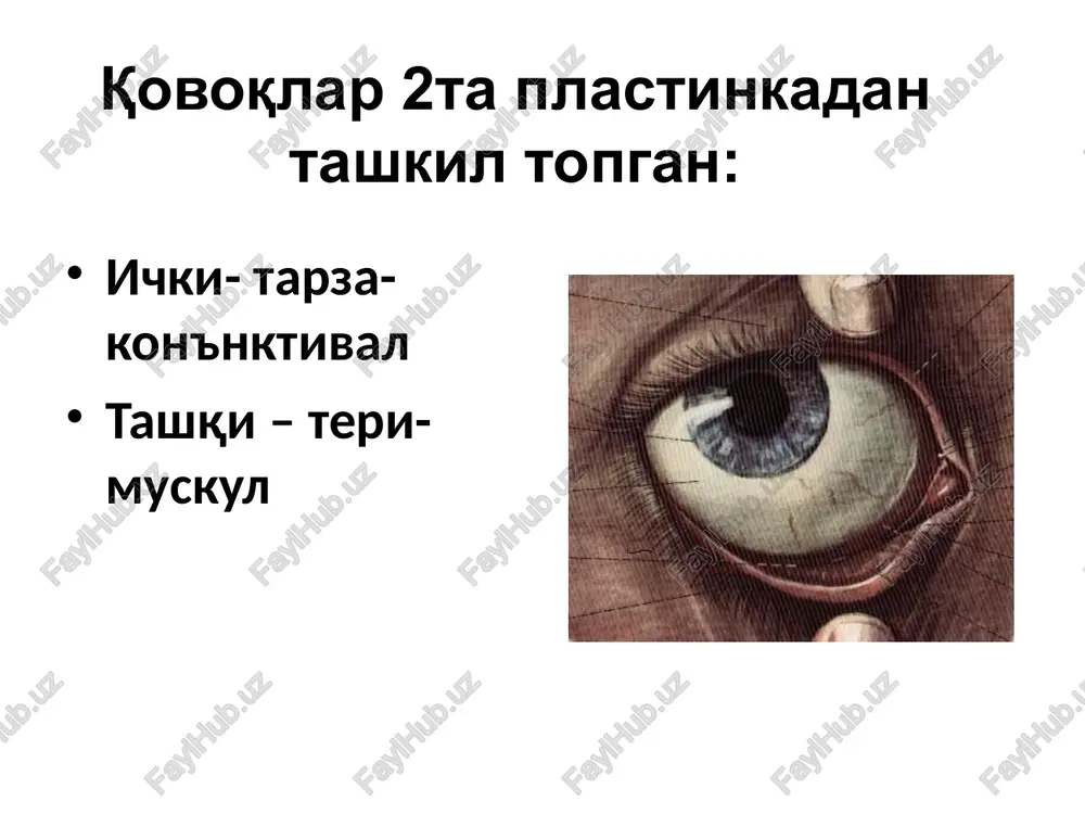 i jag' suyagining peshona o'sig'i qanotsimon suyak tanasi yuqori jag' va tanglay suyagi pastki devori yuqori jag' suyagining orbital yuzasi yonoq suyagi tanglay suyagining orbital o'sig'i tashqi devori yonoq suyagi peshona suyagining orbital qismi qanotsimon suyakning katta qanotlari ko'z kosasi asosan quyidagilardan tashkil topgan ko'ruv nervi kanali uzunligi 5-6 mm,diametri 4 mm ko'ruv nervi(n.opticus) ko'z arteriyasi o'tadi(a.ophtalmicus) yuqori ko'z yorig'i ko'z nervining (n.ophtalmicus) 3ta tarmog'i(n.lacrimalis, n.nasociliaris, n.frontalis) ko'zni xarakatlantiruvchi nerv(n.oculomatorius) g'altaksimon nerv(n.trochlearis) uzoqlashtiruvchi nerv(n.abducens) yuqori ko'z venasi(vena ophtalmica superior) o'tadi agar bu soxa zararlansa,”yuqori ko'z yorig'i “ simptomi kelib chiqadi. ko'z olmasi xarakati cheklanishi yuqori qovoq ptozi midriaz shox parda va qovoq terisi taktil sezgisini buzilishi to'r parda venalari kengayishi ekzoftalm pastki ko'z yorig'i pastki ko'z venasining tarmog'i pastki orbita nervi(n.infraorbitalis) pastki orbita arteriyasi(a.infraorbitalis) yonoq nervi(n.sigomaticus) tanglay o'siq tuguni(ganglio pterigopalatinum) ko'z kosasi osti egati(sulcus infraorbitalis) – ko'z kosasi ko'z kosasi osti qon-tomir nervini o'z ichiga oladi ko'z kosasi usti kesmasi …
