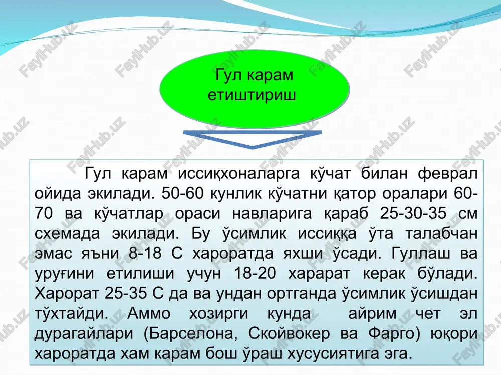 epiladi. zichlovchi ekin sifatida etishtirilganda 4-6 qator lentalarga ekilib, 1 m2 10-15 g urug' sarflanadi. ukropni anet, goldkron, uzbekskiy 243, orom va xarkovskaya 85 navlari ekish uchun tavsiya etilgan. ukropning hosildorligi bir ko'chat yashigidan 200-400 g, issiqxonaning yo'lak va karidorlarida etishtirilsa 1 m2 dan – 1,0-1,5 kg, plyonkali issiqxonalarda etishtirish muddatiga qarab – 1,5-2,5 kg tashkil qiladi. issiqxonalarda kashnichni mahalliy orzu va rossiyaning yantar navlari ekiladi. kashnichni tezpisharligi ukropga yaqin. shuning uchun ukrop kabi ekib etishtiriladi; urug'ini ekish va hosilni yig'ishtirish ham ukrop muddatlariga to'g'ri keladi. o'zi mustaqil ekilganda 1 m2 ga 12 g urug' sarflanadi, kashnichni xosildorligi, ukropnikidan yuqori. u 1 m2 dan 5-6 kg xosil beradi. kashnich etishtirish petrushka etishtirish petrushkani issiqxonalarda nulifar va saxarnaya navlari ekiladi. petrushka – sovuqqa bardosh beradigan o'simlik, urug'ini unib chiqishi uchun maqbul harorat – 19-21°s. unib chiqqandan so'ng 5-6 kun davomida quyoshli kunlarda maqbul xarorat – 14-16°s, bulutli kunlarda – 12-15°s va …