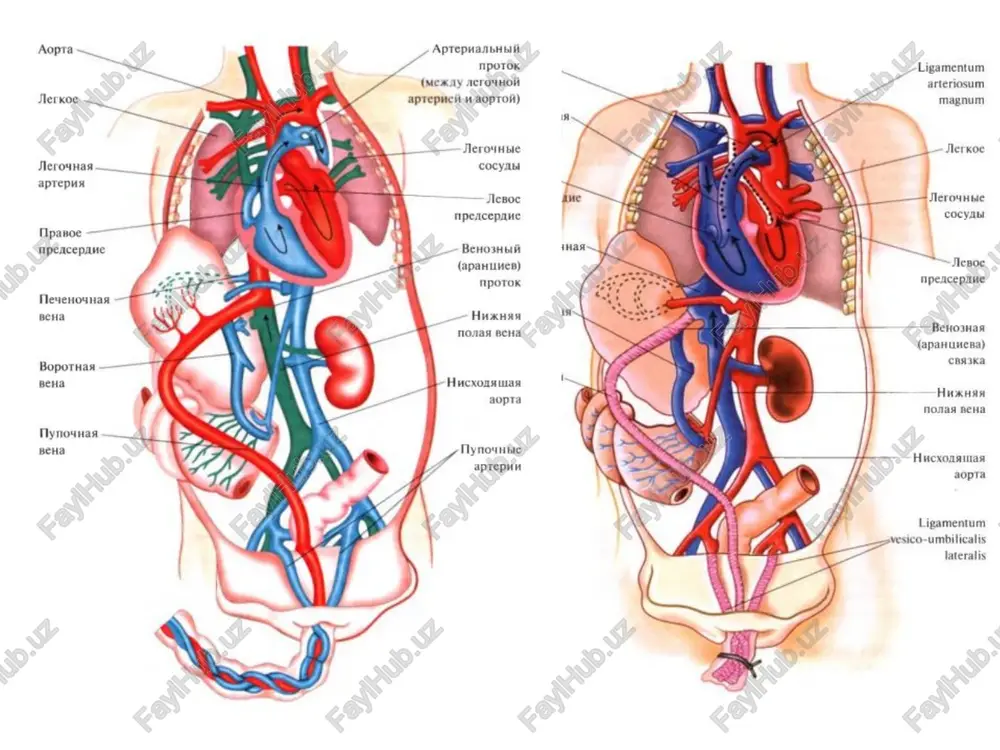 , uch tabaqali klapanning atreziyasi, katta qon tomirlar transpoziyasi o'pka arteriyasi stenozi bilan, ebshteyn kasalligi katta qon aylanish sistemasining qonga to'yinmasligi bilan aortal stenoz, aorta koarktatsiyasi gemodinamikaning buzilishisiz chin va soxta dekstrakardiya, talochin-roje kasalligi eng ko'p uchraydigan yurak tug'ma nuqsonlari qorinchalararo to'siq nuqsoni (27-42%); tetrada fallo (4-14%) ochiq arterial yulak (10-30%) aorta koarktatsiyasi (4-6%); magistral tomirlar transpozitsiyasi (2%); * prevalence cyanotic: 22% acyanotic: 68% vsd 25% asd 6% pda 6% tof 5% ceylon med j 2001 sep; 46 (3): 96-8; indian j pediatr. 2001 aug;68 (8):757-7 nelson’s textbook of pediatrics; 20 ed. yutn asosiy klinik belgilari teri qoplamlarining rangparligi yoki tsianozi; tana vaznining etarlicha qo'shilmasligi; xansirash; yurakdagi patologik shovqinlar; taxikardiya; yurak chegarasining o'zgarishi (gipertrofiya); gepatomegaliya * * acrocyanosis:bluish discoloration of the hands and feet commonly seen in newborns suffused face due to cold around neck and not central cyanosis qorinchalararo to'siq nuqsoni (20 -30%) nuqsonning 3 ta shakli bor: 1) …