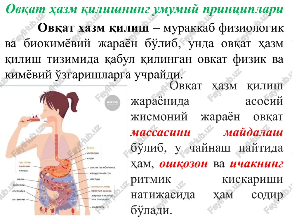 r va oshqozon osti bezi. funktsiyasi: oziq-ovqat mahsulotlarini kimyoviy qayta ishlash; parchalanish mahsulotlarini singdirish. orqa bo'lim: to'g'ri ichak. funktsiyasi: najas hosil bo'lishi; najasni tanadan chiqarish. ovqat hazm qilish tizimining funktsional bo'linmalari gidrolitik fermentlarning kelib chiqishiga ko'ra hazm qilish uch turga bo'linadi: maxsus: ovqat hazm qilish bezlari fermentlari tomonidan amalga oshiriladi: so'lak fermentlari, oshqozon va oshqozon osti bezi shiralari, ingichka ichak epiteliysi; simbiotik: ichak simbiotik bakteriyalari va ovqat hazm qilish traktining protozoa fermentlari tomonidan amalga oshiriladi (masalan, to'g'ri ichakda tsellyuloza hazm qilish); avtolitik: qabul qilingan oziq-ovqatning bir qismi sifatida tanaga kiritilgan fermentlar tomonidan amalga oshiriladi. masalan, yangi tug'ilgan chaqaloqlarda o'z hazm qilish jarayoni hali rivojlanmagan, shuning uchun onaning ko'krak sutida uning so'rilishini ta'minlaydigan fermentlar mavjud. ovqat hazm qilish turlari qorin bo'shlig'ida ovqat hazm qilinishi: polimerlarning oligomerlarga dastlabki gidrolizi. parietal ovqat hazm qilish: oligomerlarning monomerlarga bo'linishi. monomerlarning so'rilishi. ovqat hazm qilishning uch bosqichi metabolizm, yoki moddalar almashinuvi — bu tirik organizmda hayotni …