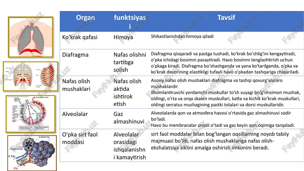 nafas olish tizimi kasalliklari - Page 4
