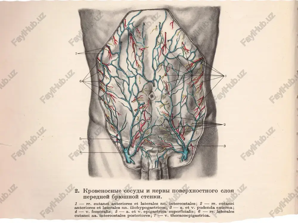 bin, konda oksil, glyukoza, kreatinin, mochevina, bilirubin, elektrolitlar, kislota va ishkor balansi, ekg, kon ivishi kursatkichlari profilaktikasi - xomiladorlarning dispanser nazorati. - xomiladorlikgacha infektsiya uchoklarini davolash. - tugrukni ratsional olib borish. - kesar kesish operatsiyasini ratsional olib borish. - operatsiya paytida kon yukotishni kamaytirish, suyukliklarni etarlicha yuborish. - operatsiyadan keyin ichak parezi, bachadon subinvolyutsiyasining oldini olish. - gimnastik mashklar. - tushakdan erta turish. e'tiboringiz uchun raxmat sxema tarkalgan peritonitda rivojlanadigan buzilishlar sxemasi tizimli yalliglanish reaktsiyasi sindromi infektsiya, toksinlar, kimyoviy moddalar ta'siri nerv chigallari ichak devorlari va brijeykaga yurakka kon kaytib kelishining kamayishi portal tizim tomirlarida kon tulib kolishi yurakdan kon xaydalishining (serdechniy vibros) kamayishi korin pardasiga ichak paralitik tutilishi, ichak damlanishi, dvs sindromi korin parda yalliglanishi korin bushligida ekssudat tuplanishi ichakdan surilishning buzilishi ichak devorida kon aylanishining buzilishi koronar kon aylanishining buzilishi bakteriyalar kupayishi bakteriyalarning korin bushligiga utishi ichak devori butunligi buzilishi buyrak kon aylanishining buzilishi leykotsitlarning emirilishi suyuklik va …