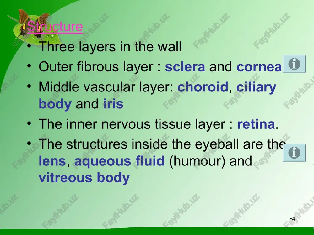 d outwards inferior oblique – upwards and outwards voluntary muscles – needed for convergence and accommodation * nerve supply to the muscles of the eye extrinsic muscles superior rectus inferior rectus medial rectus inferior oblique intrinsic muscles iris ciliary muscle all of the above six muscles are supplied by oculomotor nerve superior oblique – trochlear nerve lateral rectus – abducent nerve * eye brows arched supra orbital protect the eye from sweat, dust, and other foreign bodies eye lids (palpebrae) movable folds of tissue upper and lower free edges have hair – eye lashes layers of the eyelids are: skin areolar tissue two muscles – the orbicularis oculi and levator palpebrae superioris tarsal plate – thin sheet of dense conective tissue a lining of conjuctiva * conjuntiva transparent membrane lining the eyelids and the front of the eyeball on the eyelids the conjunctiva has highly vascular epithelium corneal conjunctiva consists …