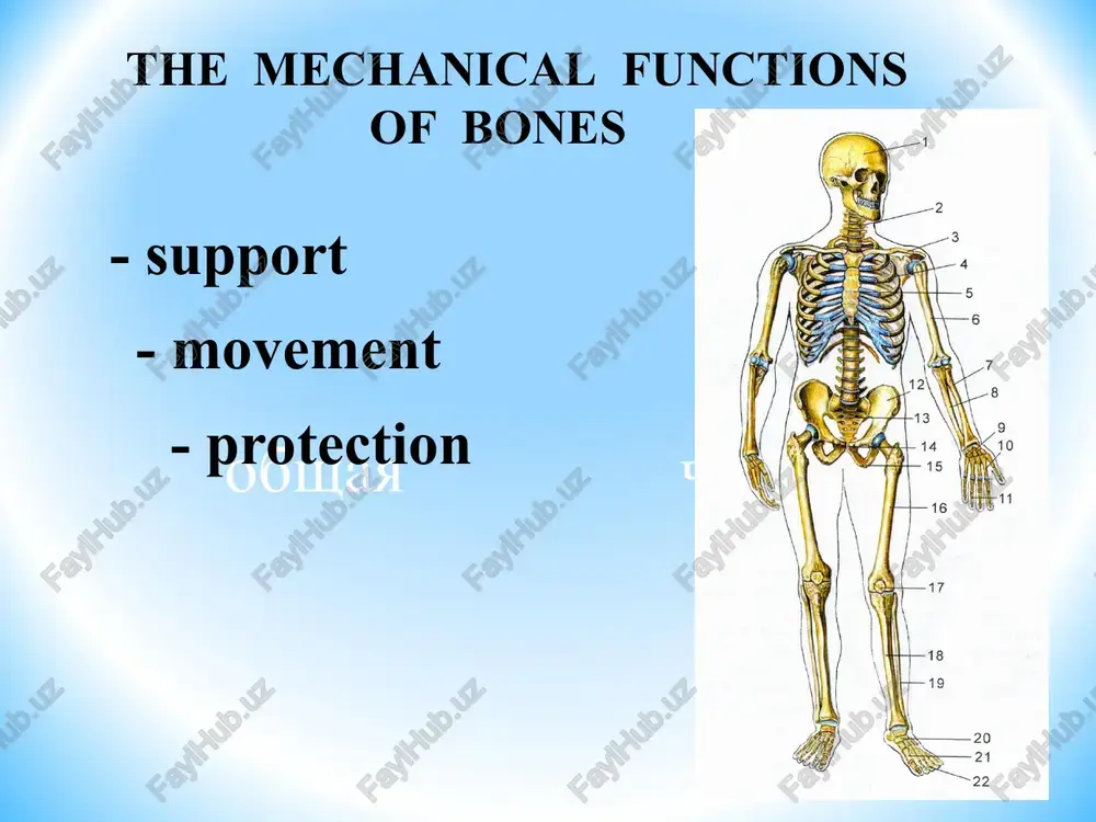 general osteology - Page 4