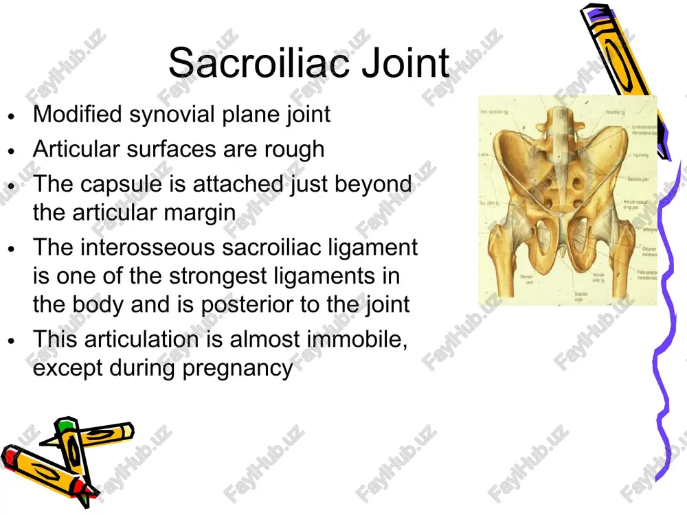 2.bin unknown-3.bin unknown-4.bin unknown-5.bin unknown-6.bin unknown-7.bin unknown-8.bin bm je anterior longitudinal lig, interosseus sacro-iliae lig. anterior synovial sacro- spinous " > lig. sacra tuberous lig. obturator arcuate membrane interpubic pubic lig. fibro-cartilage fic. 43—horizontal section through the ligaments (after sobotta). pelvis to show joints and bones joints fascia muscles bladder urethra uterus broad ligament ovary vagina rectum anal canal lumbosacral! spine superior articular process transverse process posterior isthmus (pars interarticularis) longitudinal ligament lamina : inferior articular process pedicle intervertebral foramen spinous process ‘superior articular processes (showing facet tropism) transverse { process ——* tha, inferior articular process. ligamentum flavum. miolumbar ligament articular surface of sacrum 4th and 5th lumbar nerves intervertebral discs anterior longitudinal ligament coccyx: lateral view sacroiliac ligament e ny ser sacrospinal ligament zeca sacrotuberal ligament lumbosacral transitional , vertebrae (sacralization of l5) “ — 4 ia ae zo ciba a. enlarged left transverse process of last presacral vertebra …
