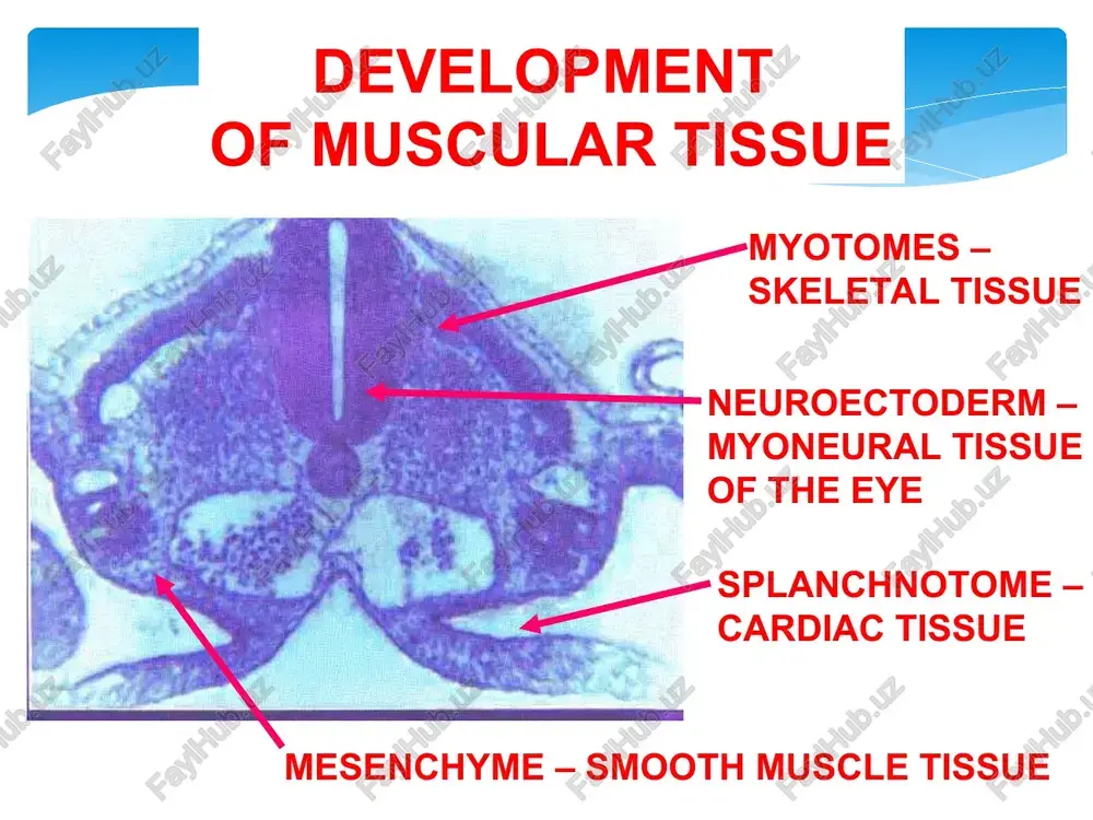 description of muscle tissue classification - Page 4