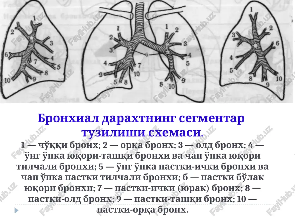 shishi yurak kasalliklaridan keyingi o'pka shishi yomon sifatli o'smalarning metastazlari o'choq va chegaralangan disseminatsiya 122 (a, b, v, g) – rasm; 38 masala o'choq va chegaralangan disseminatsiya 123 rasm – 49 masala 126 rasm – 52 masala o'choq va chegaralangan disseminatsiya o'pka surati patologiyasi a — normal o'pka tasviri; b — defor-matsiyalashgan o'pka tasviri. o'pkaning pastki bo'lagi o'pka maydonining nishonli (pritselnaya) rentgenogrammasi. deformatsiyalashgan (katakchali, yacheistiy) o'pka tasviri. o'pka surati patologiyasi o'pka ildizi va bronxial limfa tugunlari patologiyasi rentgen tasvirda o'pka ildizidagi o'zgarishini sxemali 5 turga ajratish mumkin: 1) ildizlarda qon to'lishishi («dimlangan ildizlar»); 2) ildizlar infiltratsiyasi; 3) ildizlarning chandiqli deformatsiyasi; 4) ildizlardagi limfa tugunlarning kattalashishi; 5) ildizlardagi limfa tugunlarning ohaklanishi (obizvestvlenie l/u). o'pka ildizi va bronxial limfa tugunlari patologiyasi 131 rasm – 53 masala 130 rasm – 53 masala o'pka ildizi va bronxial limfa tugunlari patologiyasi o'pka maydonidagi keng yorug'lanishi pri zabolevaniyax, vedushix k uvelicheniyu ob'ema legkix i atrofii elasticheskoy …