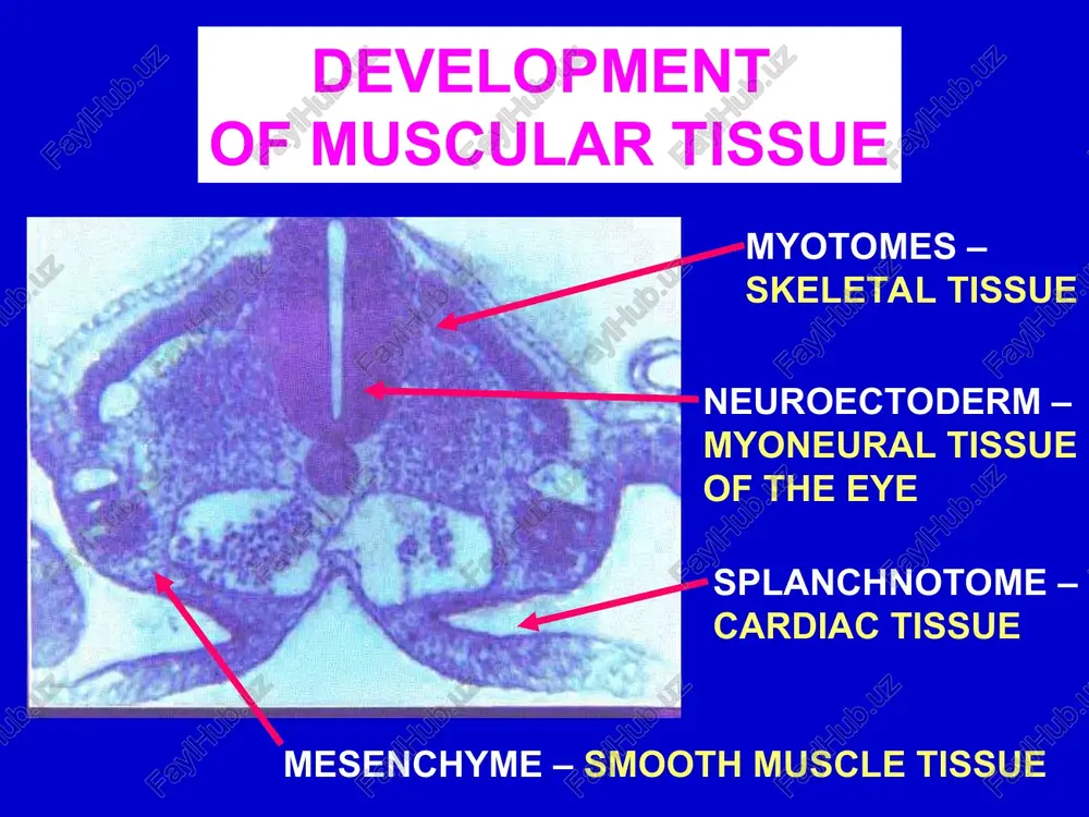 muscle tissue classification - Page 4