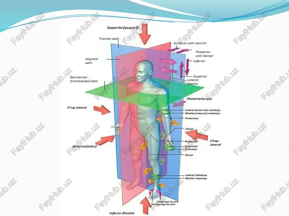 lobular(is) (so‘z yasovchi negiz): so‘z yasamaydigan negiz lob(us) 1-darajali yasama negiz lob-ul(us) so‘z yasovchi negiz 2-darajali yasama negiz lobul-ar(is) so‘z yasovchi negiz 3-darajali yasama negiz inter-lobular(is) so‘z yasovchi negiz e'tiboringiz uchun rahmat image2.png image3.png image4.png image5.png image6.png image7.png image8.png image9.png image10.png superior(yugori) | front so f ” became posterior yyoki dorsal sagittal sath gorizonta! (transversal) sath rng lateral murakkab anatomik terminlarning tuzilishi terminlar tuzilish turlari qo‘shmaterminlar-so‘z birikmalari ikki so‘zli ko'‘p so‘zli bir so‘zli bosh kelishik] bosh kelishikdagi ] bosh kelishikdagi | moslashgan yoki birlikdagi —-yoki]ot_ + moslashgan | ot + moslashmagan | moslashmagan ko plikdagi aniqlov- chi (sifat, | aniq-lovchi aniqlovchili —so'z cor, ossa sifatdosh, _tartib | (qaratqich birikmasi + butun son): kelishigidagi ot): |so'z _ birikmasiga vertebra thoracica | caput costae aniqlovchi: fovea articularis superior nbii. anatomik terminda birinchi o‘rinda doim bosh kelishikdagi ot turadi, undan so'ng bir yoki bir nechta tobe so‘z keladi. f glob-us kurra glob-ulus kurracha …