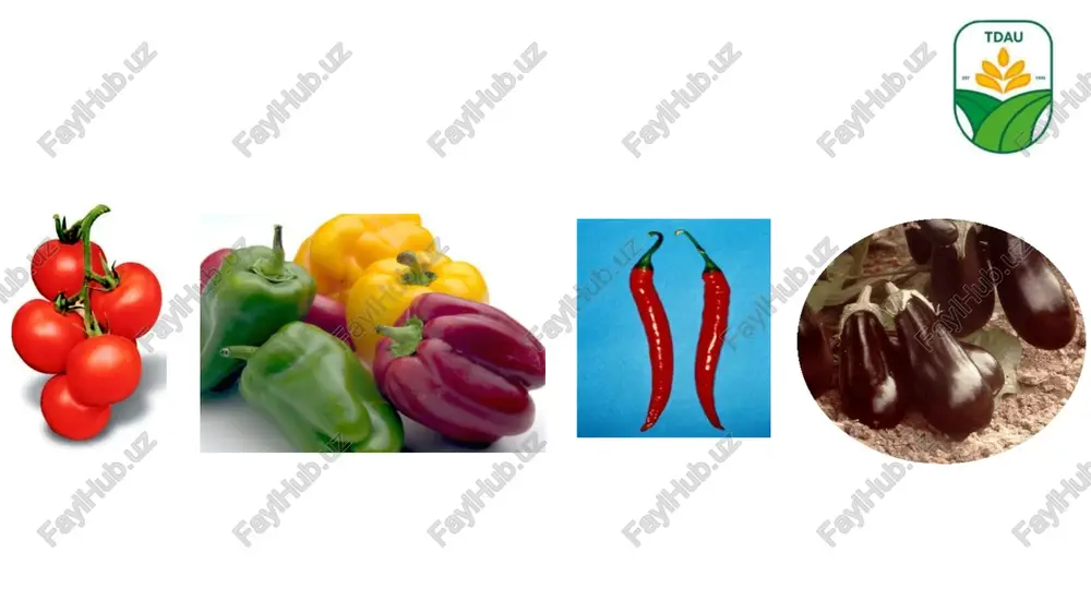 tomatdosh sabzavotlarni ochiq maydonlarda sim bag‘azda yetishtirish - Page 4
