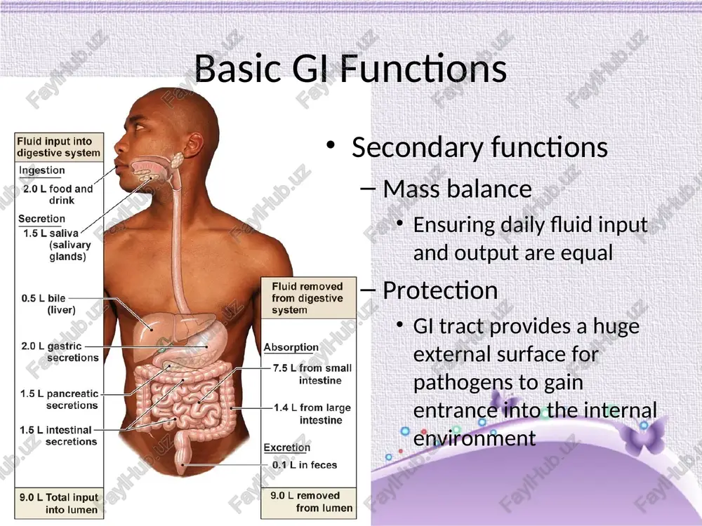 yloric sphincter activity and lower stomach motility phases of digestion cephalic phase phases of digestion gastric phase protection acidic gastric environment mucous provides “self” protection phases of digestion integration of cephalic & gastric phases phases of digestion intestinal phase the final products of the cephalic and gastric phase is digestion of proteins formation of chyme controlled entry of chyme into the intestine starts the intestinal phase which contains loops that feed back to further control gastric emptying feed forward to promote digestion, secretion, motility and absorption of nutrients signals are hormonal & neural phases of digestion intestinal phase hormonal and neural aspects of the intestinal phase entrance of chyme into duodenum gets the enteric nervous system going, secreting: secretin slows gastric emptying & gastric acid production stimulates bicarbonate (hco3-) production from pancreas to buffer acidic chyme cholecystokinin (cck) secreted in response to lipids and slows gastric motility and gastric acid …