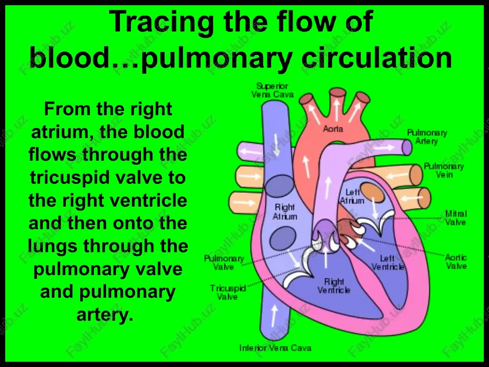 va, and back into the right atrium of the heart. circulation is complete, and starts over again. what is the cardiovascular system? left common right common, 2 carotid artery atotd ateny fight intemal les intemal jugularvein iu atch of right brachial cof @ " ‘superior vena fight renal ava = lest braehial ey inferior vena ~ abdominal fight common: aorta artery fize aren) fight external lett carmen iiacvein let femoral fight femoral ne ate, adam.com tracing the flow of blood...pulmonary circulation pulmonary capillary basement membrane alveolus interstitial uid _endotherium from arteriole to venule (2 is leaded from the alveolar air into the blood, while co2 is unloaded from the blood inte alveolar air. superior luna leftvantrice aorta capiavies tracing the flow of blood...systemic circulation head and upper extremities ' “ahdamen and lawer extremities left common right common carotid artery carotid artery right subclavian left artery subclavian artery brachiocéphalic artery oo …