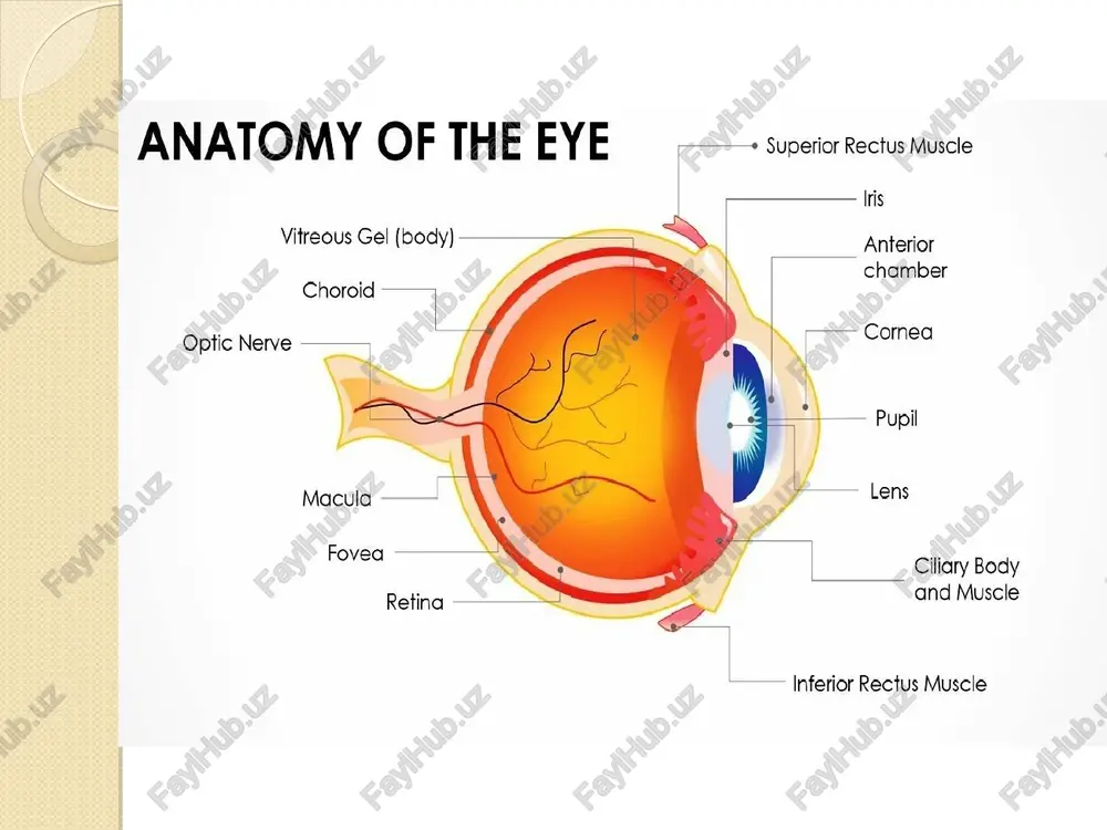anatomy of the eye - Page 4
