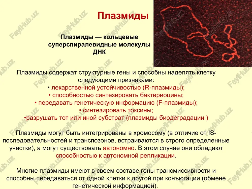 t novie svoystva nespetsificheskaya spetsificheskaya transformatsiya eto peredacha geneticheskoy informatsiey putem vvedeniya fragmenta svobodnoy rastvorimoy dnk, videlennoy iz kletki-donora v bakterialnuyu kletku-retsipient. chashe vsego peredacha geneticheskoy informatsii proisxodit pri kultivirovanii retsipienta na pitatelnoy srede, soderjashey dnk donora. pri transformatsii peredayutsya edinichnie priznaki. transformatsiya yavlyaetsya samim ob'ektivnim svidetelstvom svyazi dnk ili ee fragmentov s tem ili inim fenotipicheskim priznakom, poskolku v retsipientnuyu kletku vvoditsya chistiy preparat dnk. usloviya, neobxodimie dlya transformatsii transformatsiya zavisit ot : samix bakteriy i ix sposobnosti bit retsipientami: ponyatie kompetentnosti kompetentnost – eto sposobnost kletok pogloshat dnk bakterii-donora i vklyuchat ee v sostav svoey xromosomi vvodimoy dnk i ee svoystv transformiruyushaya dnk i dnk bakterii-retsipienta doljni bit sxoji. transformatsiya vozmojna tolko mejdu bakteriyami odnogo vida i rodstvennix vidov. dnk mojet pronikat tolko v kompetentnie kletki prirodnaya kompetentnost iskusstvennaya kompetentnost prirodnaya kompetentnost prirodnaya kompetentnost bakterialnix kletok bacillus subtilis, streptococcus spp, haemophilus influenzae, neisseria spp eti bakterii sposobni vosprinimat …