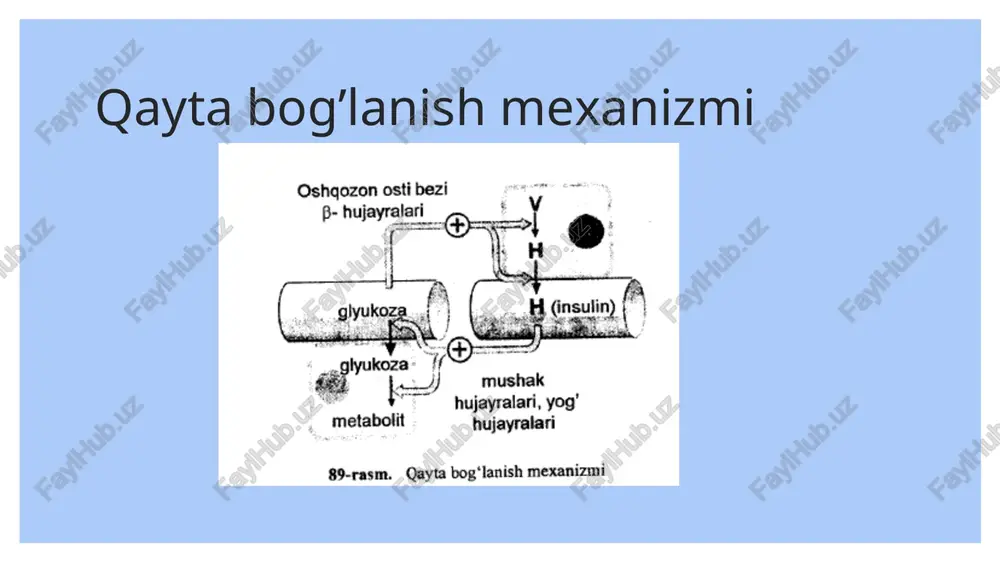 r sintezlanishini juda ham susaytirib qoyadi. shuning natijasida to‘qimalar bilan qondagi aminokislotalar konsentratsiyasi ortadi va ular jigar bilan buyraklardagi glyukoneogenez uchun sarflanishi mumkin. 2. jigarda kortizol oqsillar sintezini, jumladan, glyukoneogenezda ishtirok etuvchi fermentlar (tirozinaminotransferaza, triptofanpirrolaza, serin- treonindegidrataza, fosfoyenolpiruvat karboksikinaza) sintezini kuchaytiradi. gepatotsitlardagi bu fermentlar miqdori bir necha barobar ko‘payishi mumkin bo‘lib, shunga yarasha glyukonegenez tezligi ham kuchayadi. qondagi glyukoza konsentratsiyasining pasayishi glyukoneogenezm jonlantirish uchun signal bo‘lib xizmat qiladi. biroq, bu signal buyrak usti bezlariga to‘g‘ridan-to‘g‘ri ta ’sir 0‘tkazmasdaa, balki boshqa signallar zanjiri orqali ta’sir 0‘tkazadi (90-rasm). markaziy nerv sistemasining nazorat etuvchi mexanizmlari qondagi glyukoza konsentratsiyasi pasayib qolganiga reaksiya ko'rsatib, gipotalamus hujayralaridan kortikotropin liberin ajralib chiqishim jonlantiradi. liberin neyronlar o ‘simtalari bo'ylab.gipofizga o‘fadt, bu yerda kortikotropin (adrenokortikotrop gormon) ajralib chiqishini kuchaytiradi. kortizol sekretsiyasining idora etilishi odam buyrak usti bezida bir kecha-kunduz davomida 10 mg atrofida kortizol hosil bo lib, qonga chiqib turadi. glyukoneogenez tezligi odamda soatiga odan 3-4g gacha (bir kechakunduzda …