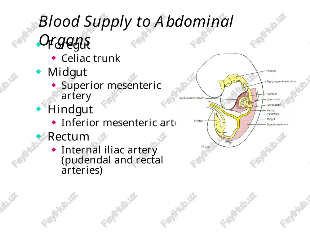 the abdomen functional anatomy 212 - Page 4