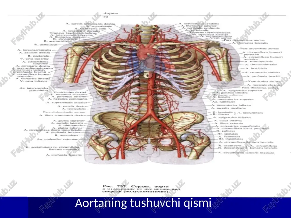 uxumdonga boradi.undan siydik nayiga siydik nayi tarmoqlari (rr.ureterici) va bachadon nayiga bachadon nayi tarmoqlari (rr.tubarii) chiqadi.tuxumdon arteriyasi bachadon arteriyasining tuxumdon tarmoĝi bilan anastamozlashadi. aortaning qorin qismining toq tarmoqlari 1.qorin poyasi (truncus coeliacus) 2.ustki ichak tutqich arteriyasi (a.mesenterica superior) 3.pastki ichak tutqich arteriyasi (a.mesenterica inferior) qorin poyasi qorin poyasi (truncus coeliacus) uzunligi 1,5-2 sm bòlib,aortaning oldingi yuzasidan xii kòkrak umurtqasi sohasida boshlanadi.oshqozon osti bezining yuqori chekkasida uchta: a)oshqozonning chap arteriyasi b)umumiy jigar arteriyasi d)taloq arteriyasi chiqadi. a)oshqozonning chap arteriyasidan qizilòngachning qorin qismiga qizilòngach tarmoqlari (rr.esophageales) chiqadi. b)umumiy jigar arteriyasi (a.hepatica communis) òng tomonga yònalib ikkita: 1.jigarning xususiy arteriyasi 2.oshqozon-òn ikki barmoq ichak arteriyasiga bòlinadi. 1.jigarning xususiy arteriyasi (a.hepatica propria) jigar-òn ikki barmoq ichak boylami ichida jigar darvozasiga borib,òng va chap tarmoqqa (r.dexter et sinister) bòlinadi. òng tarmoqdan òt pufagi arteriyasi (a.cystica) chiqadi. jigarning xususiy arteriyasidan oshqozon kichik egriligini qon bilan ta'minlovchi oshqozonning òng arteriyasi (a.gastrica dextra) chiqib,chap oshqozon arteriyasi bilan anastamozlashadi. …