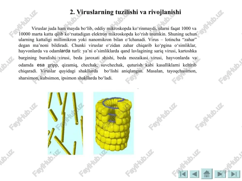 jlanmaydi. viruslar organizmdagi ba’zi to‘qimalarga kirib hujayra ichida oladi. shuning uchun viruslarni ko‘paytirish va o‘stirishda tovuq embrioni hamda hayvon to‘qimalaridan (buyrak) foydalaniladi. hozirgi vaqtda eng ko‘p qo‘llaniladigan usul – viruslarni tovuq embrionida o‘stirish usulidir. buning uchun urug‘langan tuxum 8-10 kun inkubatorga qo‘yiladi, tuxum po‘stidan embrion yaxshi ko‘rinib qolgandan keyin virus maxsus igna orqali tovuq tuxumining sarig‘iga yuboriladi, igna bilan teshilgan joy bekitiladi, tuxum yana inkubatorga qo‘yiladi. ana shu yo‘l bilan virus embrion to‘qimalari va pardalarida ko‘paytiriladi. tovuq embrioning virus yuqtirish yo‘llari. virusning sezgir hujayraga ta’siri 5 davrga bo‘linadi: adsorbsiya, bunda virus zarrachalari tuxum embrion hujayralariga shimiladi. hujayra ichiga kiradi. virus zarrachasining asosiy qismlari sintezlanadi. tuxum ichida bir butun virus zarrachasi tashkil qilinadi. hosil bo‘lgan viruslarning zarrachalari hujayradan ajralib chiqadi. ko‘pchilik kasallik qo‘zg‘atuvchi viruslar tovuq embrionida rivojlantirilib, ulardan itlarning o‘latiga, odam va parrandalarning chechak, qoramollarning o‘lat kasalliklariga qarshi vaksinalar tayyorlanadi. viruslar bakteriyalarga o‘xshash antigenlik xususiyatiga ega. shuning uchun virusli infeksiyalardan keyin …