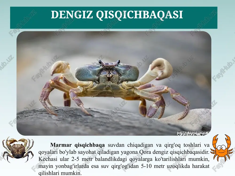 qora dengiz - hayvonotdunyosi - Page 4