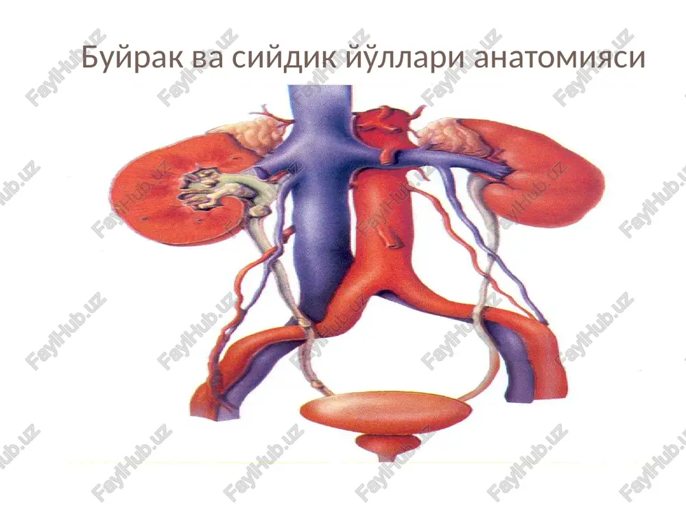 glomerulonefrit - Page 4