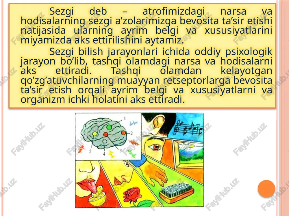sh sezgisi uchun ichki quloqdagi vestibulyar apparat retseptor vazifasini bajaradi. organik sezgilarning retseptorlari ichki organlarda,qizilo’ngach, me’da ichak, qon tomirlari, o’pka va shu kabilarda joylashgan bo’ladi. ichki organlardagi jarayonlar organik sezgilar retseptorlarining qo’zg’atuvchilaridir. organik sezgilar retseptorlarining qo’zg’atuvchilari og’riq sezgilar chanqoq sezgilar noxush tuyg’ular ochlikni sezish tayanch tushunchalar: adaptatsiya - qo`zg`atuvchining davomli ta`siriga analizatorning moslashishi analizator - sezuvchi apparat vibratsiya - titrashni sezish sensibilizatsiya - sezgirlikning ortib borishi. sinesteziya - ikki sezgining qo`shilib ketishi kinestezik - oraliq sezgi retseptor - analizatorlarning qo`zg`atuvchini qabul qiluvchi qismi idrok sezgi a`zolariga bevosita ta`sir etib turgan narsa - hodisalarning obrazlarining kishi ongida bir butun holda aks ettirilishi idrok deyiladi. masalan: uyni idrok qilish, gulni idrok qilish, odamni idrok qilish va boshqalar. sezgi va idrok bir - biri bilan chambarchas bog`liq. 2. idrokning murakkabligi sezgilar oddiy elementar psixik jarayondir. idrok esa sezgilarga qaraganda murakkab psixik jarayon hisoblanadi. idrokning murakkabligi quyidagilarda ifodalanadi: 1. har bir idrok tarkibiga ayni …