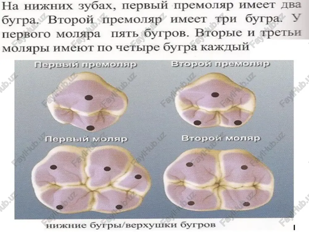 a towka »mkhl ha3bipaetes “bnaqmha”. am mpesictabiatot cool yrnygehms, b koto- “getapimores” gyropkh syoob-ahtarohi- bee monspbl hmeiot tph amkh. bee mpemo- jecior be imkv, kpome hidkheto broporo ya, kotopbiit hmect ‘tph amkh. bhhmahme ha simkh 1a hedkhem btopom bugua meqmastbhas imka, kotopas orpa- 4 me/imajibhbim kpacbbim rpeohem, ieh- mhusimh me/imasbhbix kocbix rpe6- okkiio3hohhbim t10j1em mka orpahiiena lehtpaltbhpimit amctajibhbix kocdix rpegnelt, 4uctaitb- epacboro rpedua 1 okkio3hohhbim tom nic. | | meqmautbhas h hhctabhas meh aa amka orpahuyerta wehtpalbhbimit bcex yetbipex kocbix rpeoueii 1 okkii0- tosiem “epemonapbi, kpome hukheto broporo, hmekot aku. ha mpemomspax meqhaibhas samka, 4a ehtpavibho!t mmmhneli = moreped- ppesueli, memmasbheim kpaebbim rpeohem ht ohhbim toem. cxo%khm o6pa3om yctpo- “spc tastb has amka, 34 hckimonchitem oro, 4to spacriamoxkeha c lupyroii eropohe! ay6a menmanbhast w amctanbhar meh ha hmwkhem bropom mipemonspe jbe ochobheix smkm haniomhhait amkh ha ipyphx mpemomsapax. ho ha s3bi4hom cropohe syga ohm orpanm4eher lehtpaibhbimh jhhhamm kochix rpeoueli. tpetha …