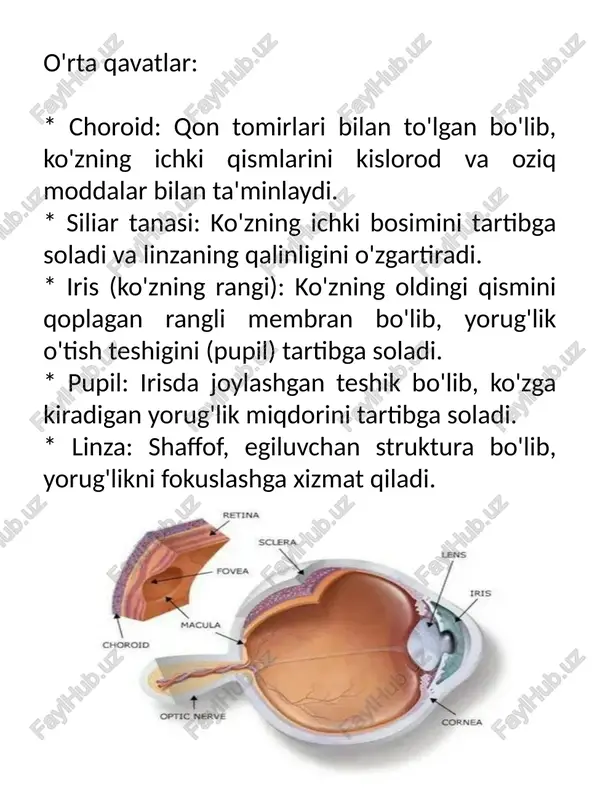 ko'zning rangi pardasi; 5- ko'zning oldingi bo'shiigii (st tolgan); 6- ko’z qorachigi::7- ko'z gav~har o'rab turuvchi kiprik-simon muskul: 9- shishc 107ko'zning to'r pardasi; 11- ko'rish /docprops/thumbnail.jpeg yorug'l giluvchi sifatida. ko'zning tuzilishi va uning ko'zning tuzilishi ko'ning optikasi. ko'zdagi optik muammolar. ko'ning xususiyatlar xulosa, foydalanilgan adabiyotlar.