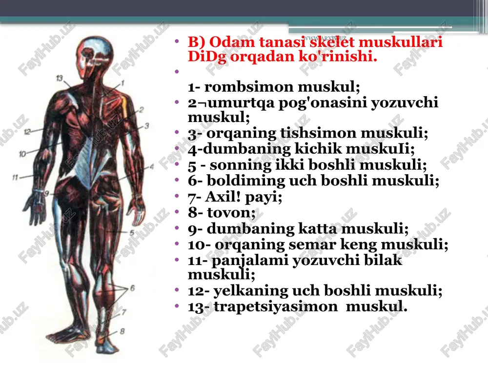 mrov osti muskuli, ko'krak qafasining yon tomonida joylashgan tishsimon muskullar, qovurg'a]araro (tashqi va ichki) muskullar hamda ko'krak qafasi va qorin bo'shlig'i o'rtasida joylashgan diafragma muskuli kiradi. www.arxiv.uz bu muskullar nafas olish, nafas chiqarishda, qo'llarni harakatlantirishda ishtirok etadi.qorin muskullariga qorinning tashqi va ichki qiyshiq, to'g'ri, ko'ndalang muskullari, belning kvadratsimon muskuli, oraliq, chov kanali muskullari kiradi. bu muskullar qorin devorini hosil qilishda, nafas harakatlarida, umurtqa pog'onasini bukishda, qorin bo'shlig'idagi ichki organlar bosimini saqlashda, kuchanish jarayonida ishtirok etadi. qorin muskullari ayollarda yaxshi rivoj¬langanligi tug'ish jarayoni oson o'tishiga yordam beradi. www.arxiv.uz orqa muskullariga trapetsiyasimon, orqaning serbar muskuli, rombsimon, kurakni ko'taruvchi, yuqorigi va pastki tishsimon, umurtqa pog'onasini tiklovchi (yozuvchi) muskullar kiradi. orqa muskullari umurtqa pog'onasi va kurak suyagi harakatlarini ta'¬minlaydi. vlar gavdani rostlab turadi. qo'l muskullari yelka kamari va qo'l muskullaridan iborat. yelka kamari muskullariga deltasimon, kurak sohasidagi muskullar kiradi. qo'! muskullari yelka, bilak va qo'l panjasi sohasidagi muskullarga bo'linadi. yelkaning oldingi yuzasida yelkaning ikki …