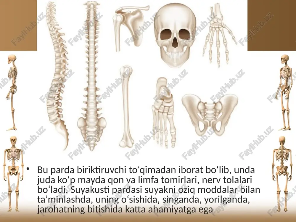 suyaklarning tuzilishi va tarkibi - Page 4