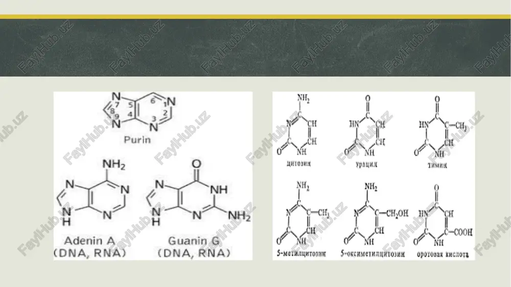 rmatsion rnk (matritsali rnk) vazifasi: dnkdan genetik kodni nusxa olib, ribosomaga olib boradi. oqsil sintezi uchun kodonlar ketma-ketligini olib keladi. tuzilishi: 5'-uchida boshlovchi kodon (aug), 3'-uchida tugatuvchi kodon mavjud.odatda to‘g‘ri zanjirli. 2. trnk – transport rnk vazifasi:aminokislotalarni ribosomaga olib keladi. irnkdagi kodonlarga mos ravishda antikodon orqali bog‘lanadi. tuzilishi: yonboshlagan “list” shaklida. har bir trnk bitta aminokislotani tashiydi. 3. rrnk – ribosomal rnk vazifasi:ribosomaning tuzilmasini tashkil qiladi. irnkni o‘qish va oqsil sintezida katalitik rol o‘ynaydi 11 ribosomalar tuzilishi va biologik roli ribosomalar — har bir hujayraning oqsil sintezini amalga oshiradigan asosiy organellasi bo‘lib, ular prokaryot va eukaryot organizmlarda mavjud. ular oqsillarni hosil qilish orqali genetik axborotni moddiy ifodaga aylantiradi. ribosomalar ikkita subbirlikdan tashkil topgan: katta subbirlik (eukaryotda , prokaryotda) kichik subbirlik (eukaryotda , prokaryotda ) tarkibi: 60% rrnk, 40% ribosomal oqsillar. rrnk ribosomaning strukturaviy va fermentativ qismini tashkil qiladi. oqsillar esa barqarorlashtiruvchi va funksional rolda ishtirok etadi.ribosomada oqsil sintezi vaqtida ishlaydigan …