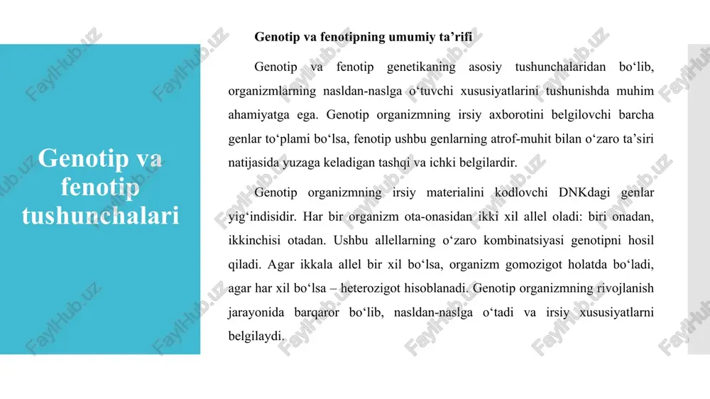 g shakllanishini ta’minlaydi. fenotip, ya’ni organizmning tashqi ko‘rinishi, fiziologik va biokimyoviy xususiyatlari, genetik va atrof-muhit omillarining o‘zaro ta’siri natijasida yuzaga keladi. gen ekspressiyasi esa organizmdagi barcha hujayra va to‘qimalarda amalga oshadi va turli omillar ta’sirida uning darajasi o‘zgarishi mumkin. gen ekspressiyasining fenotipga ta’siri gen ekspressiyasi orqali hosil bo‘lgan oqsillar va rnk molekulalari organizmning turli biologik jarayonlarini boshqaradi, shu jumladan o‘sish, rivojlanish, moslashuvchanlik va kasalliklarga qarshi himoya. fenotipik xususiyatlarning shakllanishi gen ekspressiyasining aniq sharoitlarda qanday faollashishiga bog‘liq. 3.2. biotexnologiya va genetikaning zamonaviy yo’nalishlari 2003-yilda inson genomining to‘liq xaritasi yaratildi genetik modifikatsiya genomika va genetik muhandislikdir inson genomining to‘liq tahlil qilinishi o‘simliklar va hayvonlarni genetik modifikatsiya qilish usulida ilgari surilgan yutuqlar, genotip va fenotip o‘rtasidagi bog‘liqlik fenotipik xususiyatlarning shakllanishi oqsillar sintezi: oqsillar — organizmning asosiy tarkibiy qismlari bo‘lib, ular hujayralar funksiyalarini bajaradi. gen ekspressiyasi orqali ishlab chiqarilgan oqsillar hujayra tuzilishini, fermentatik faoliyatini, genetik axborotni uzatishni, immun tizimini boshqarishni va boshqa ko‘plab jarayonlarni …