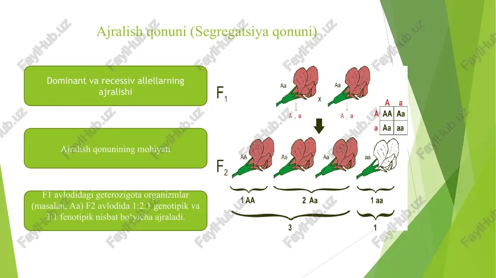 abi mexanizmlar irsiy belgilar ifodalanishiga ta’sir qiladi va ba’zan avloddan-avlodga o‘tadigan epigenetik o‘zgarishlarga sabab bo‘ladi. seleksiya va genetik modifikatsiya texnologiyalarida mendel qonunlarining ahamiyati. qishloq xo‘jaligida seleksiya ishlari ham mendel qonunlariga asoslanib olib boriladi. gm mahsulotlar, transgen organizmlar va klonlash texnologiyalari genetik tadqiqotlarning rivojlanishiga asos yaratdi. bugungi kunda genetik seleksiya orqali yuqori hosildorlikka ega o‘simliklar va ekologik sharoitlarga moslashgan hayvon zotlari yaratilmoqda. genetika va biotexnologiyaning tez rivojlanishi mendel qonunlarining dolzarbligini saqlab qolmoqda. genom tahriri, shaxsiylashtirilgan tibbiyot va genetik muhandislik sohasidagi yutuqlar insoniyat oldida etika, xavfsizlik va ilmiy rivojlanish muvozanati kabi yangi savollarni kun tartibiga olib chiqmoqda. foydalanilgan adabiyotlar 1. genetika va irsiylanish nazariyalari. griffiths, a.j.f., wessler, s.r., carroll, s.b., & doebley, j. (2019). genetik tahlilga kirish. w.h. freeman and company. klug, w.s., cummings, m.r., spencer, c.a. (2021). genetika tushunchalari. pearson. 2. mendel qonunlari va klassik genetika. mendel, g. (1866). “o‘simlik gibridlari bo‘yicha tajribalar” (versuche über pflanzenhybriden). hartl, d.l., & jones, e.w. …
