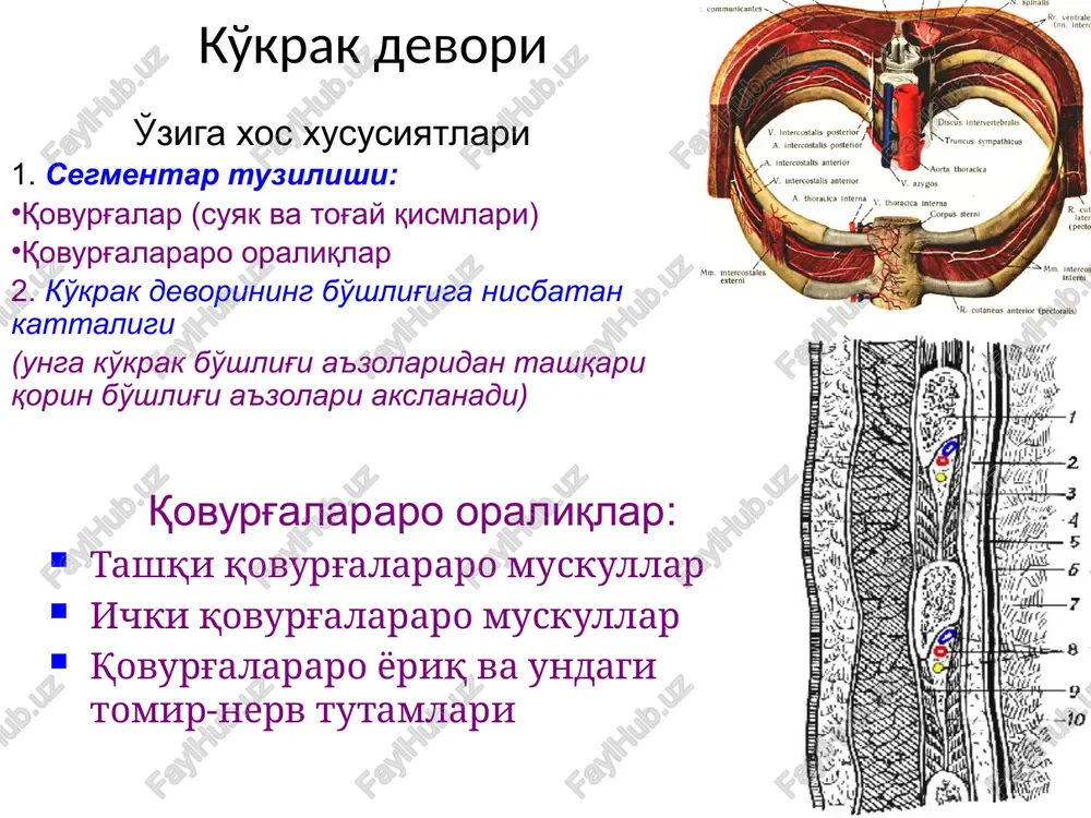 - 37%, 1 yoshgacha – 10%; keyin lig. arteriosum da obliteratsiya buzilishi 1-2%). aorta koarktatsiyasini bartaraf etish orqa ko'ks oralig'i traxeya va bosh bronxlar ko'krak aortasi qizilo'ngach ko'krak bo'limi va adashgan nervlar toq va yarim toq venalar simpatik chegara poyasi ko'krak bo'limi ko'krak limfa yo'li qizilo'ngach ekstirpatsiyasi (torek bo'yicha) 1. torakotomiya (o'ng yoki chap) qizilo'ngachni kardiya ustida kesish 2. bo'yin mediastinotomiyasi, o'sma rezektsiyasi va ezofagostomiya qizilo'ngach ekstirpatsiyasi (torek bo'yicha) 3. gastrostoma qo'yish ezofagoplastika (3-4 hafta o'tgach): ingichka ichak bilan chambar ichak bilan oshqozon katta ezriligi bilan yuikda operatsiyalar arteriyalar translyuminar ballonli angioplastika mammarokoronar (toratsikokoronar) anastomoz aortokoronar shuntlash toj arteriyalardan endarterektomiya periaortal neyrektomiya aksh bilan koronar arteriyalarni stentlash yurak transplantatsiyasi aksh stentlash mitral komissurotomiya klapanni protezlash image1.jpeg image2.jpeg image3.png image4.jpeg image5.jpeg image6.jpeg image7.png image8.jpeg image9.jpeg image10.jpeg image11.png image12.png image13.png image14.png image15.png image16.png image17.png image18.png image19.png image20.png image21.jpeg image22.png image23.jpeg image24.png image25.jpeg image26.jpeg image27.jpeg image28.png image29.png image30.png image31.png image32.png image33.png image34.png image35.png …